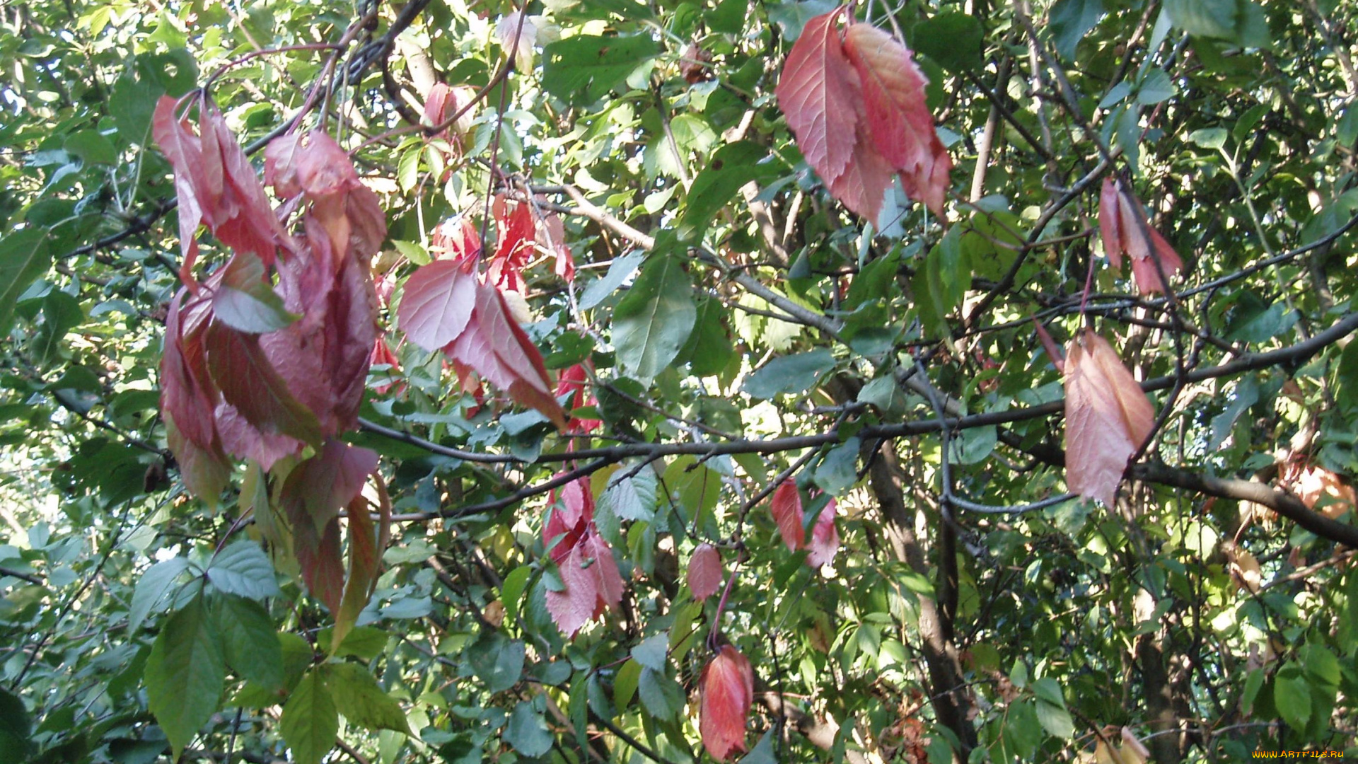 листья, природа, деревья, летом, лес