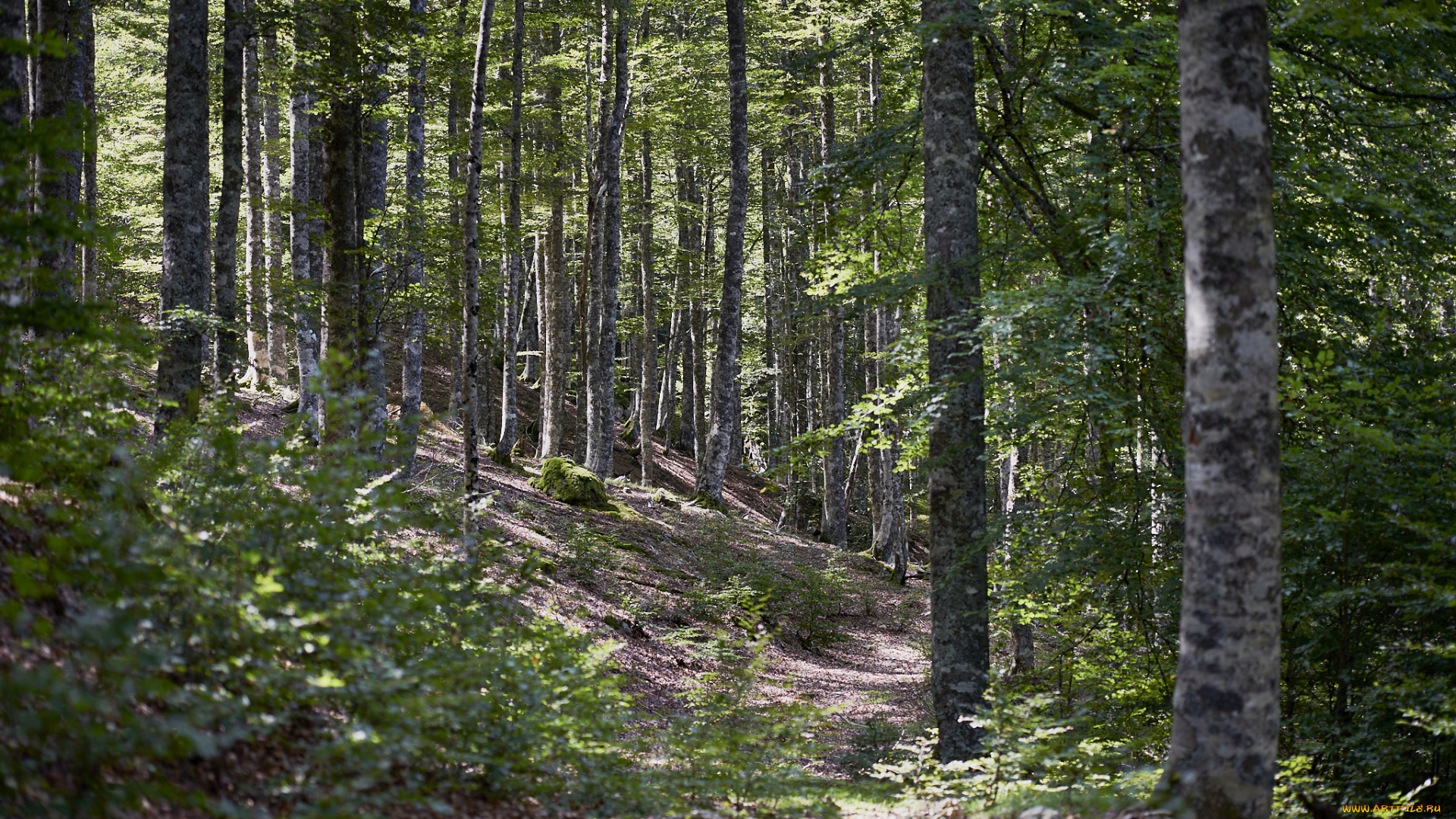 природа, лес, простор