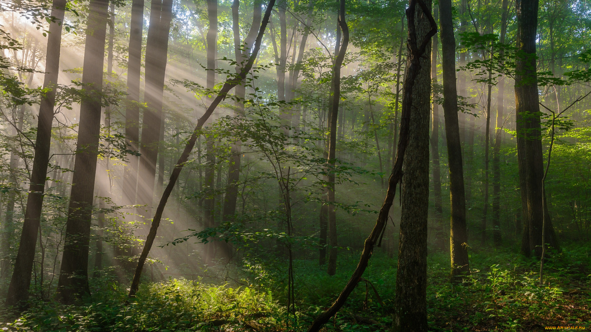 природа, лес, простор