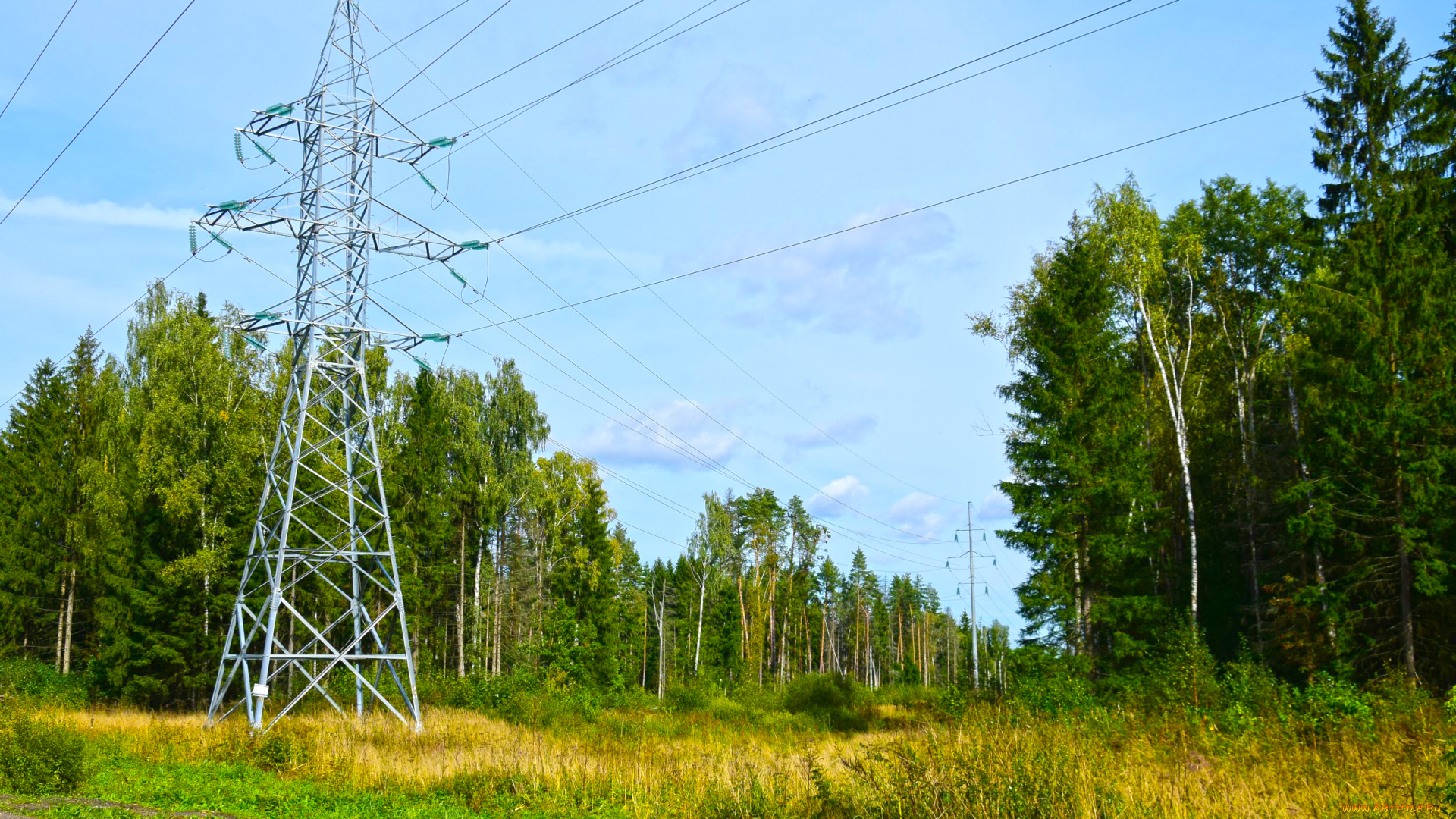 природа, лес, простор