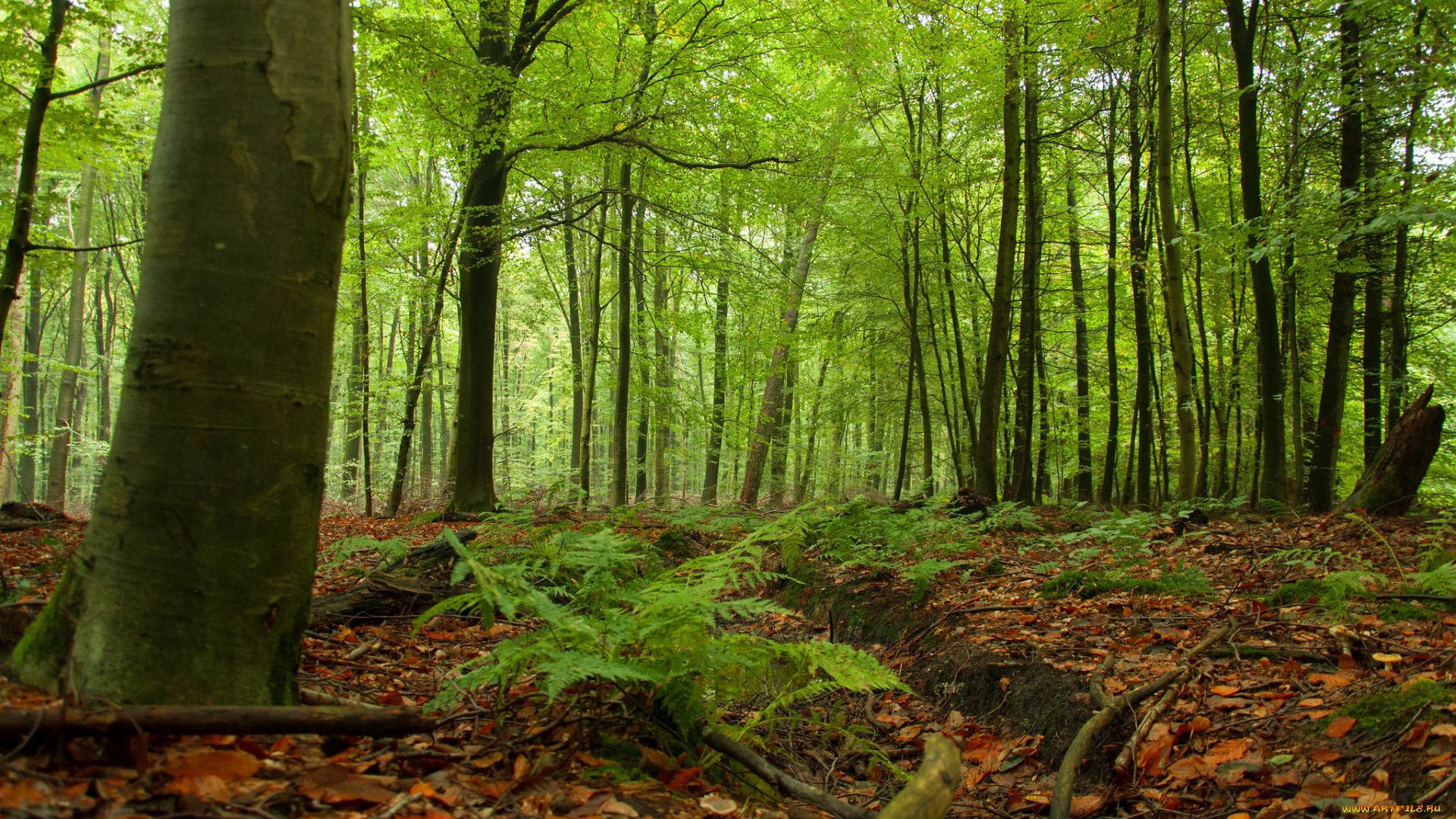 природа, лес, простор