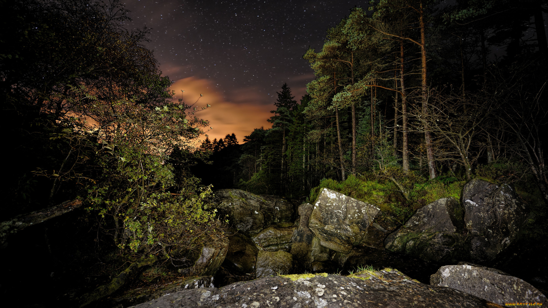 природа, лес, простор