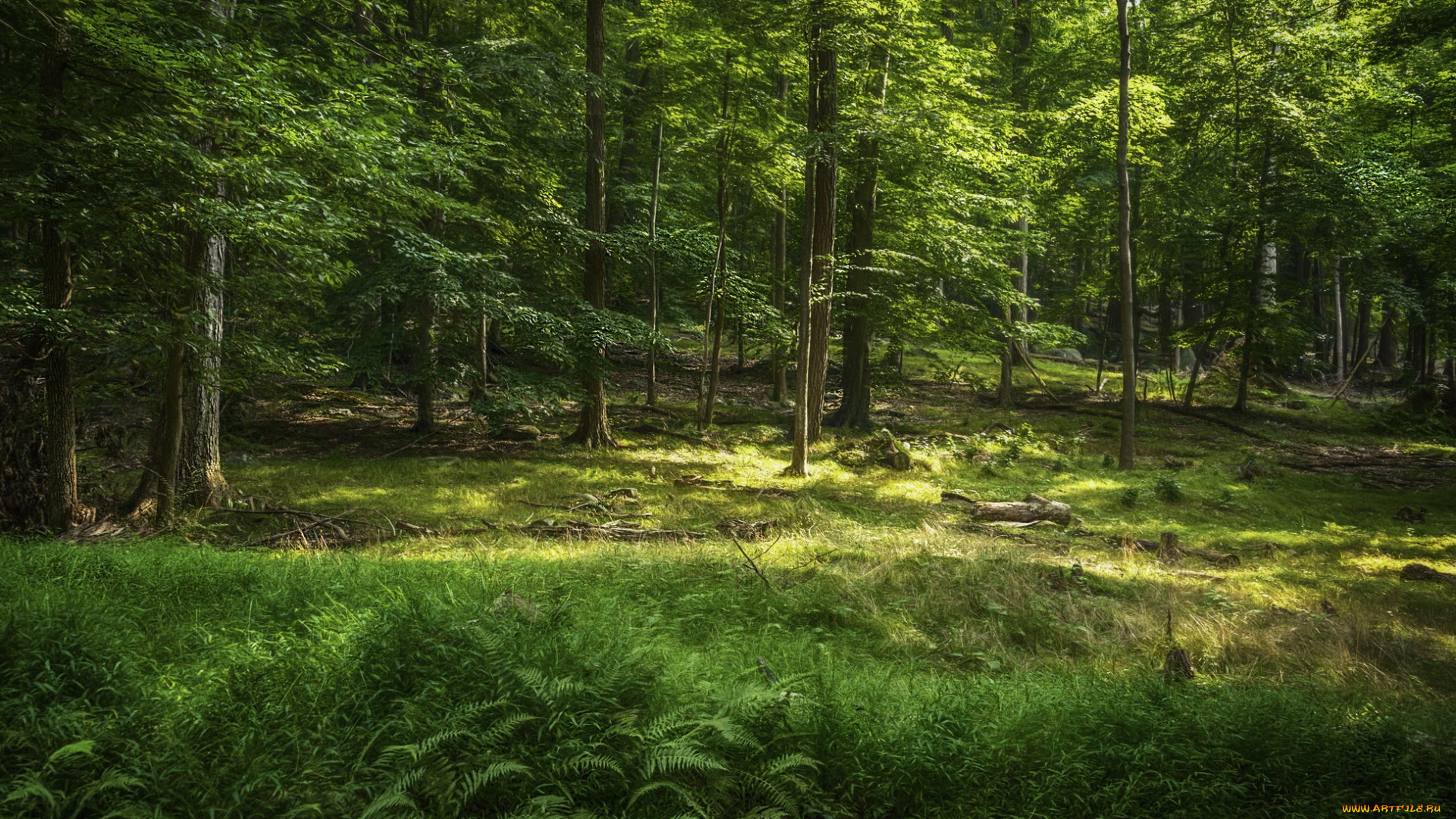 природа, лес, простор