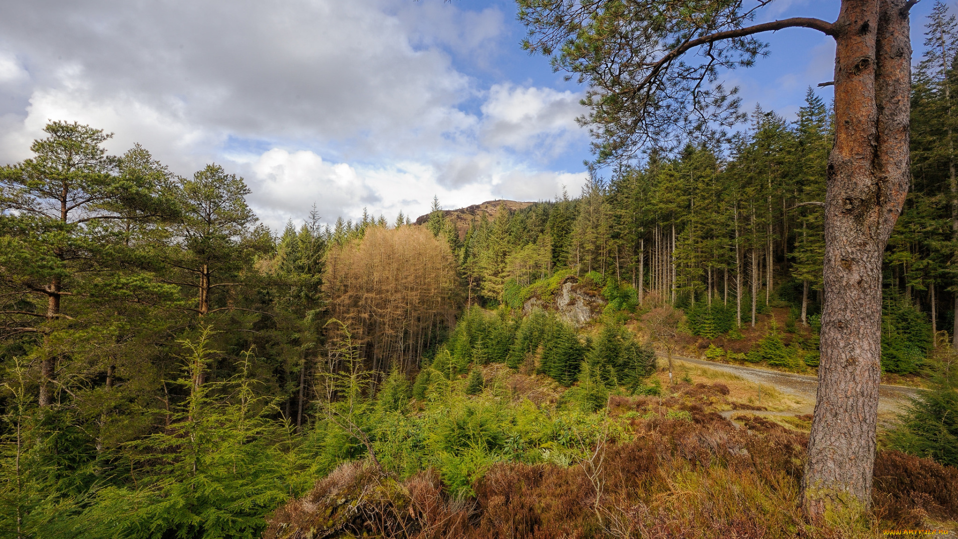 природа, лес, простор