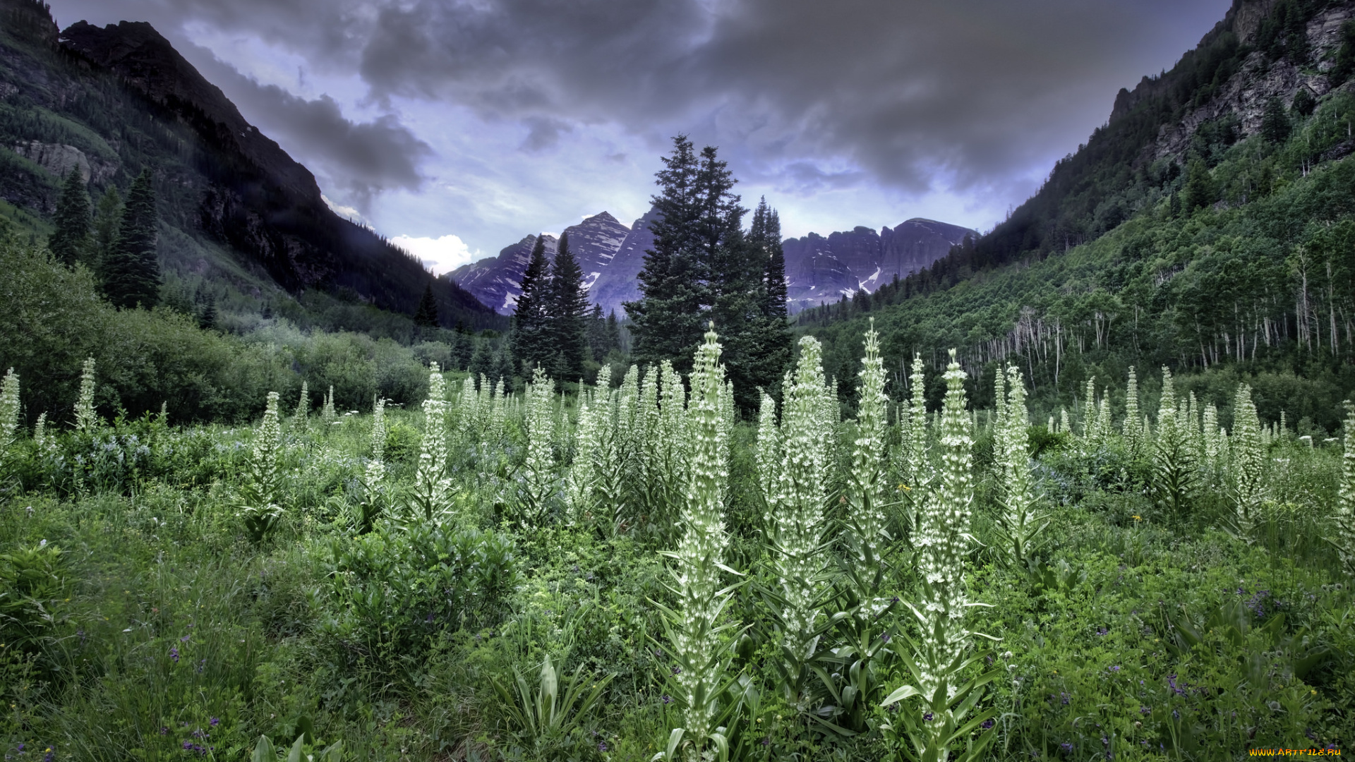 природа, луга, простор