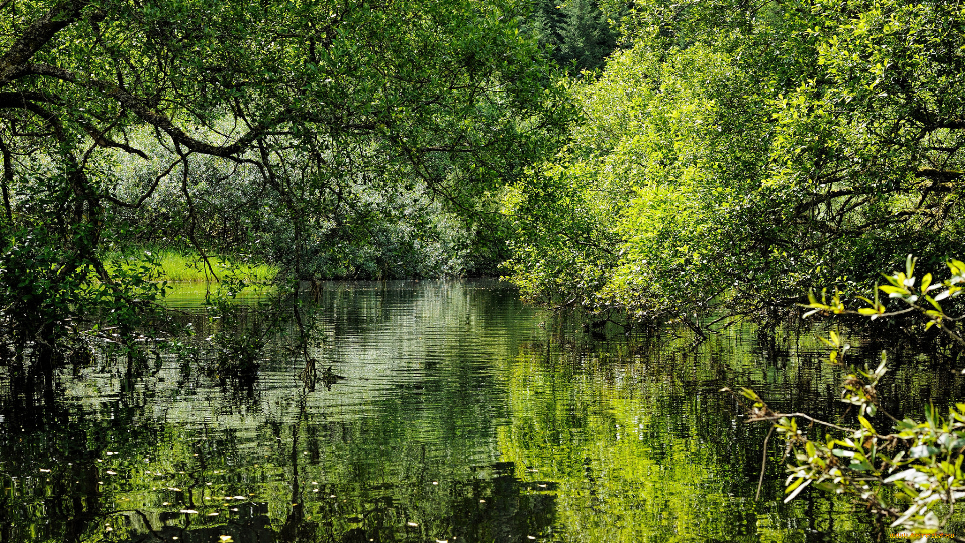 природа, реки, озера, простор