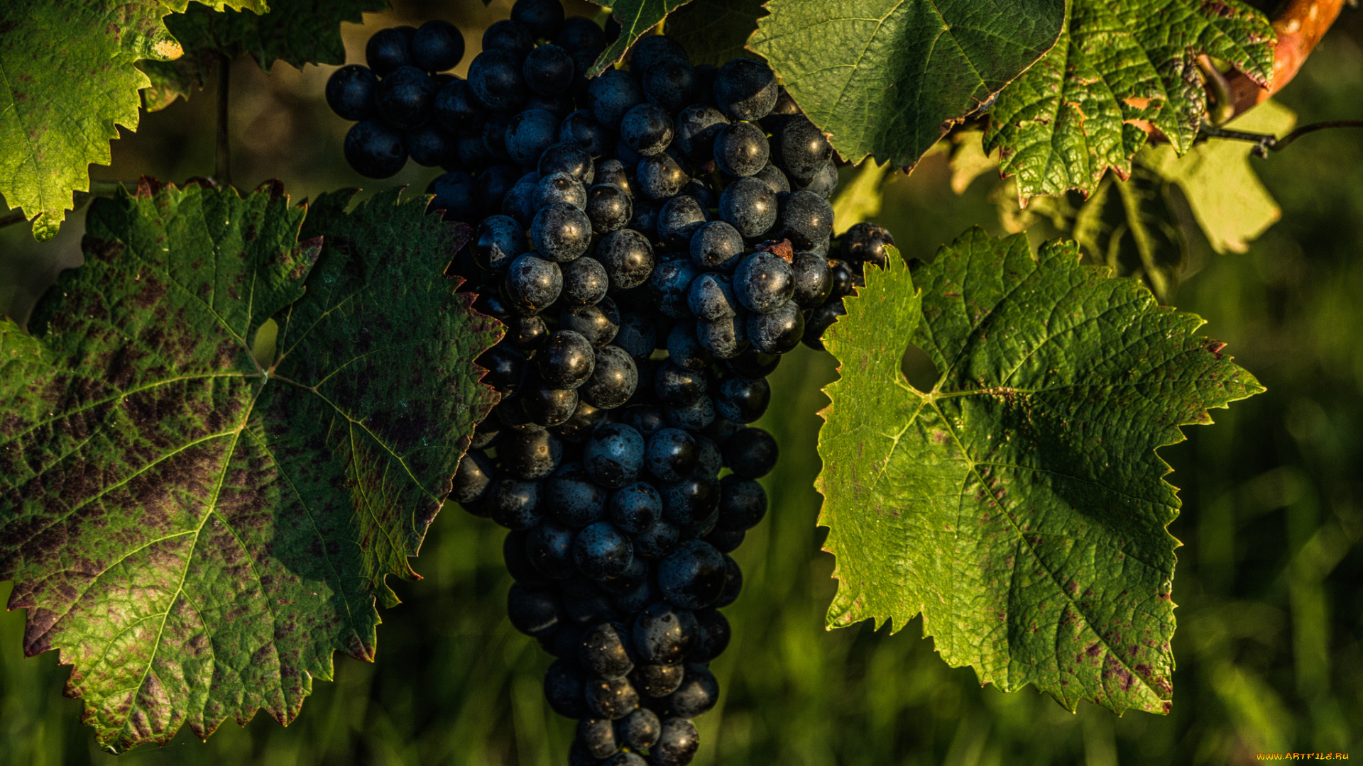 природа, Ягоды, , виноград, простор
