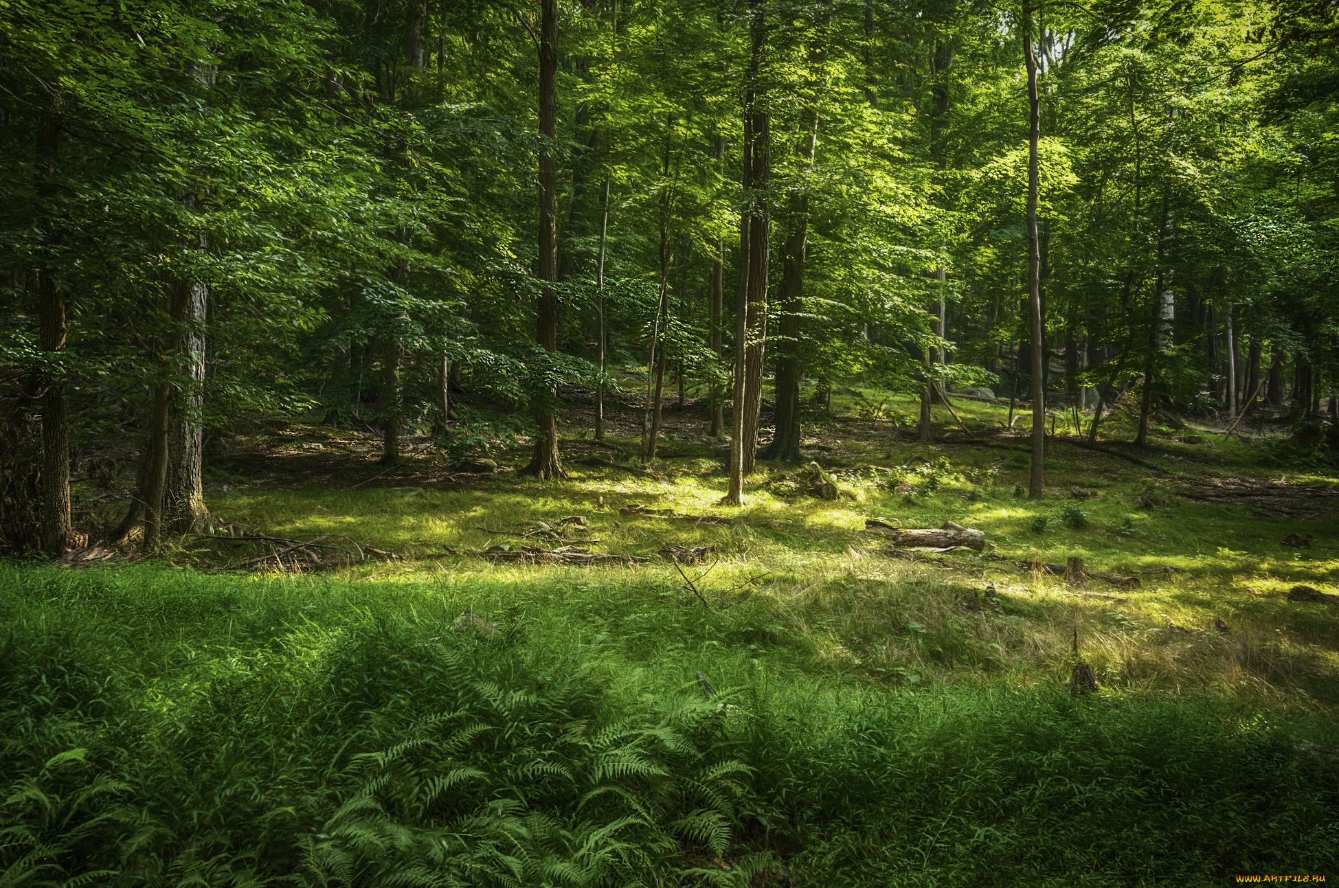 природа, лес, простор