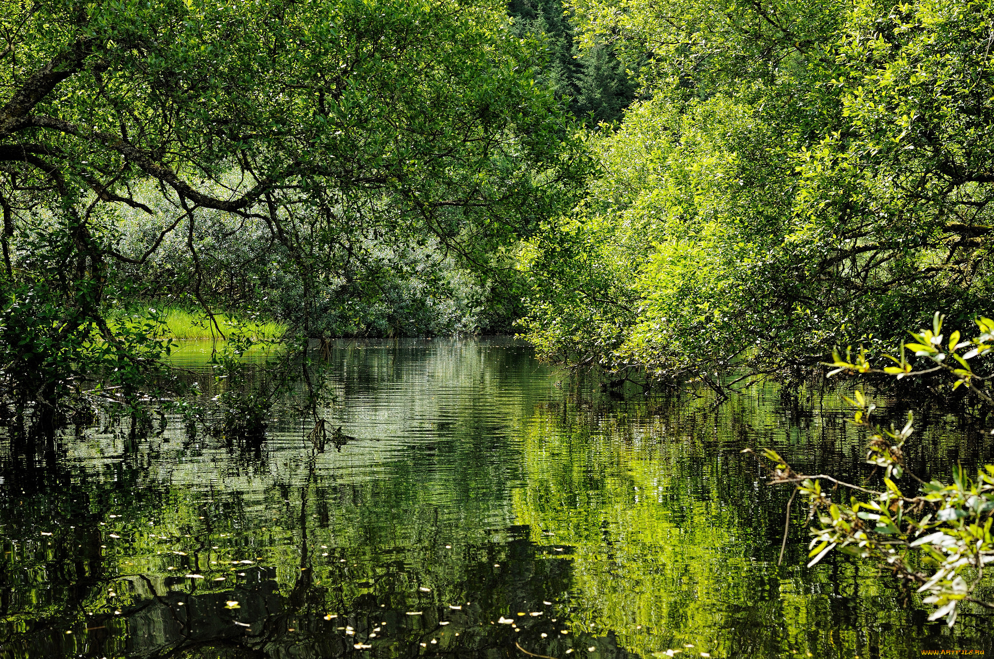 природа, реки, озера, простор