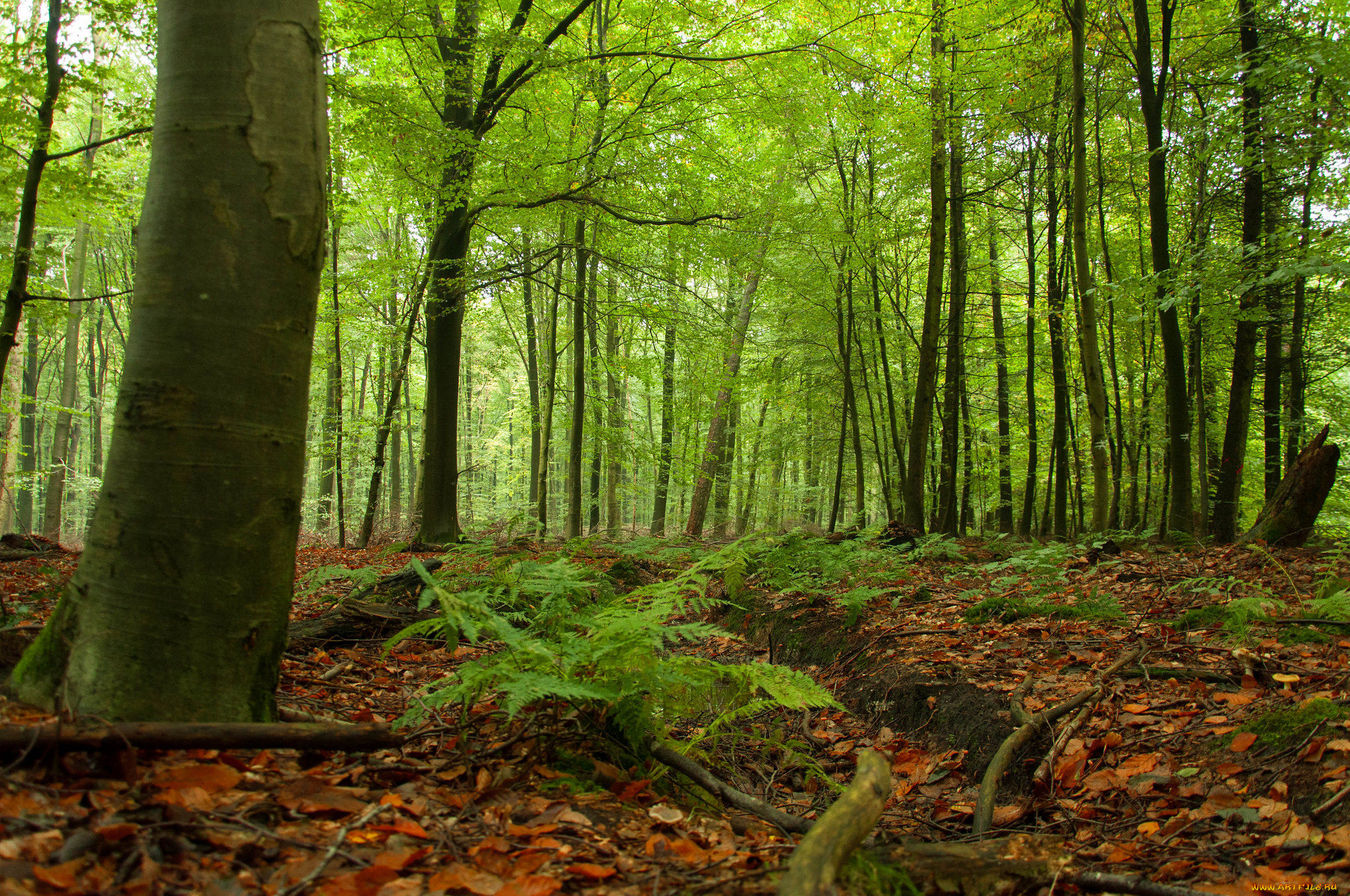 природа, лес, простор