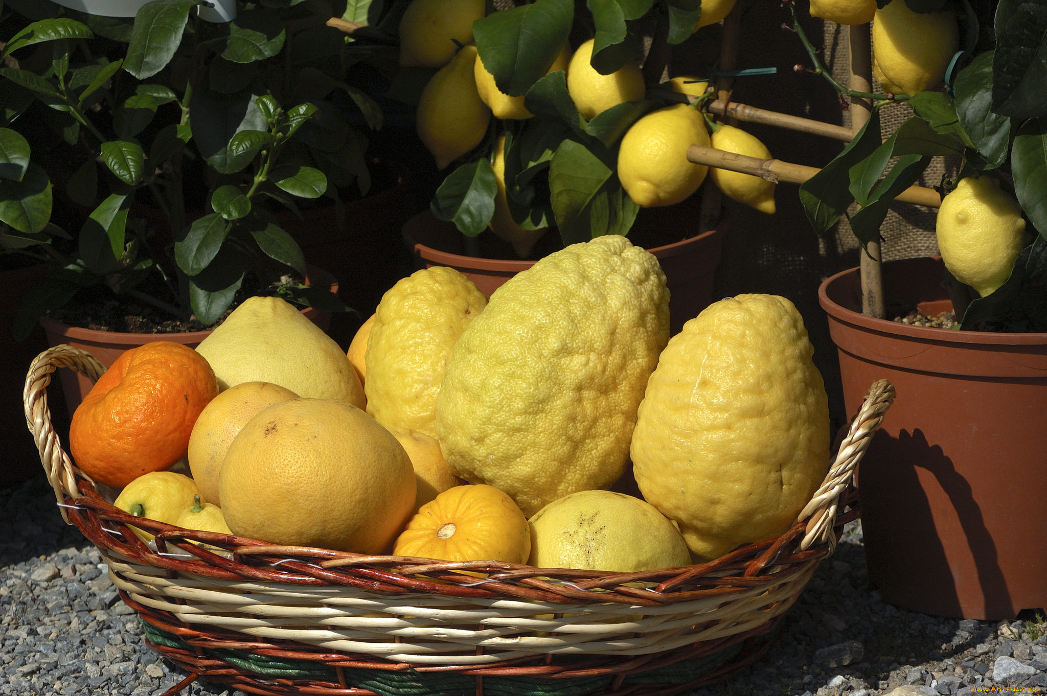 еда, цитрусы, снедь