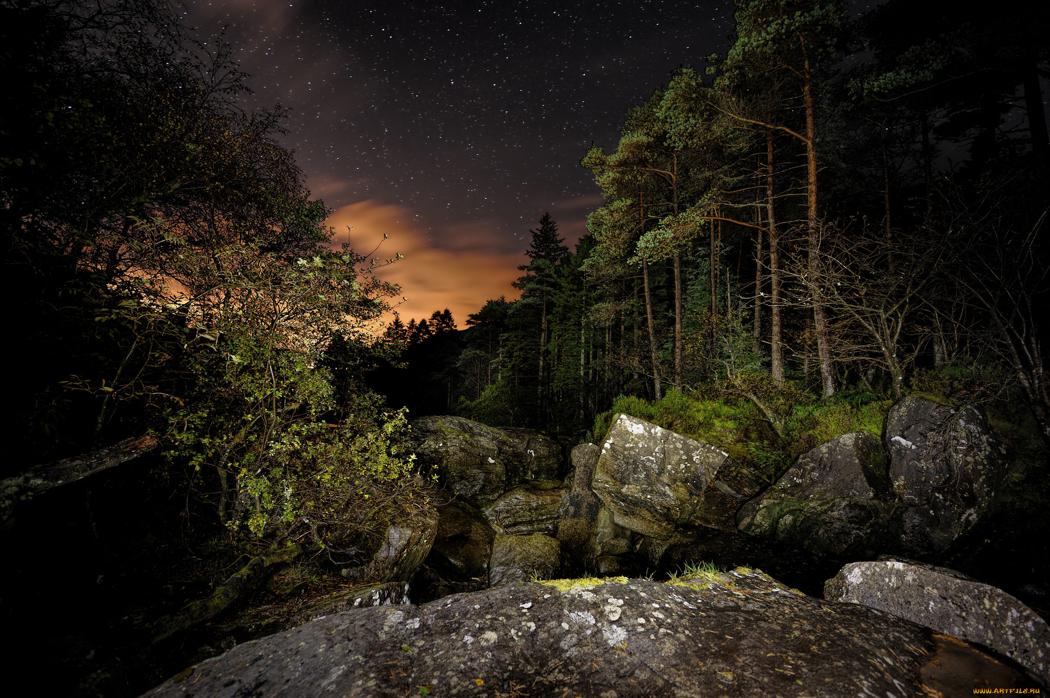 природа, лес, простор