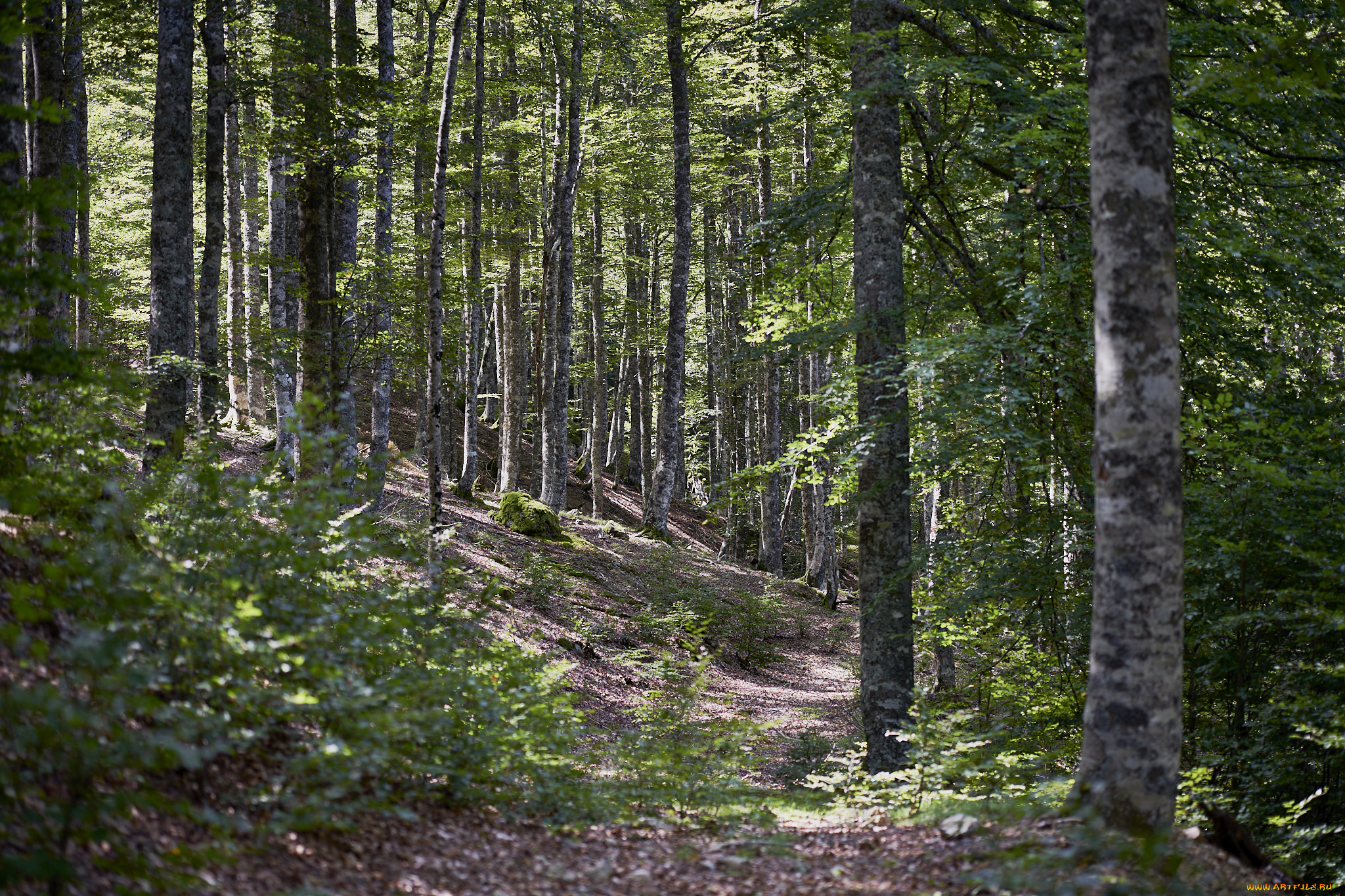 природа, лес, простор