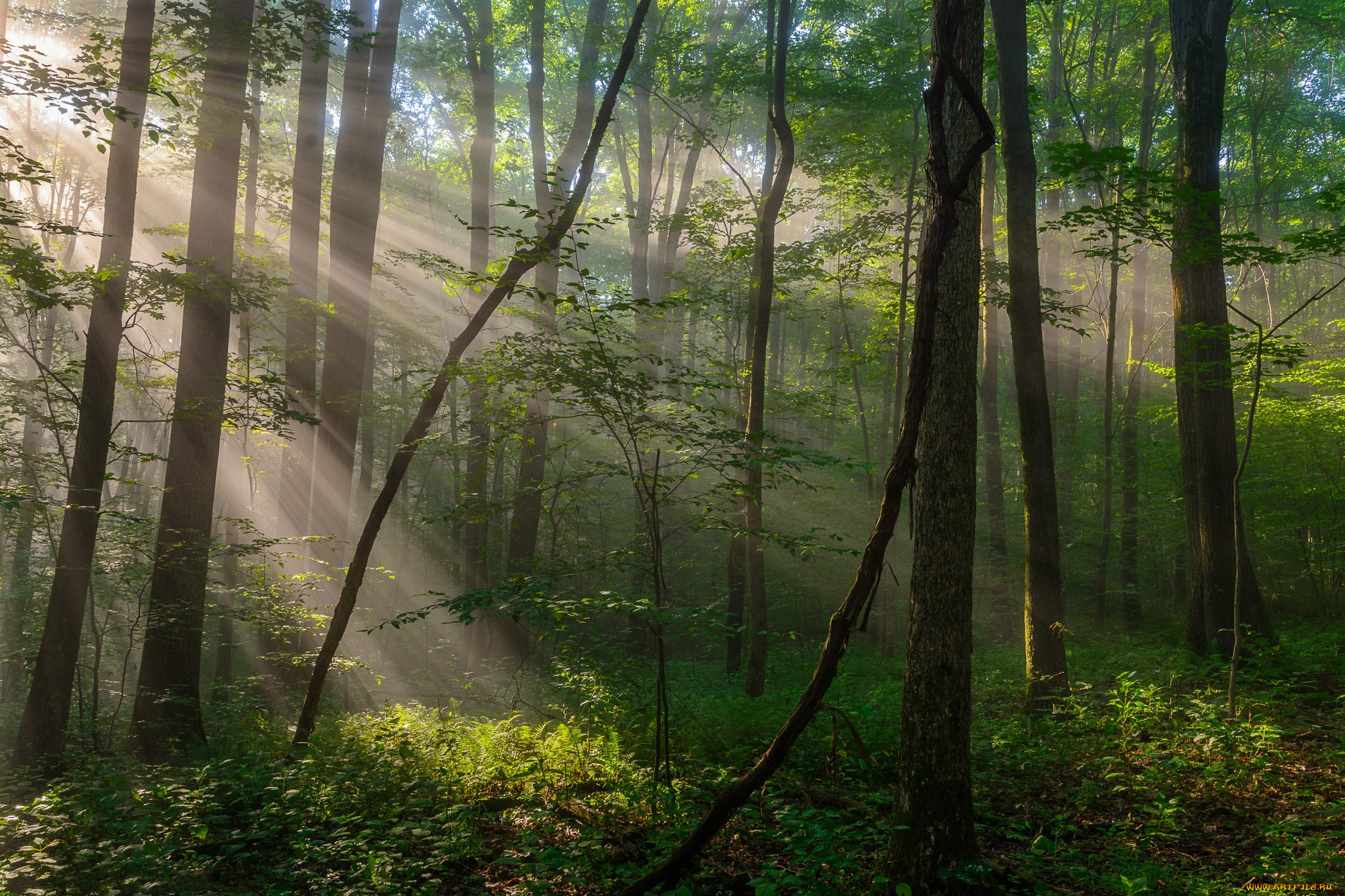 природа, лес, простор