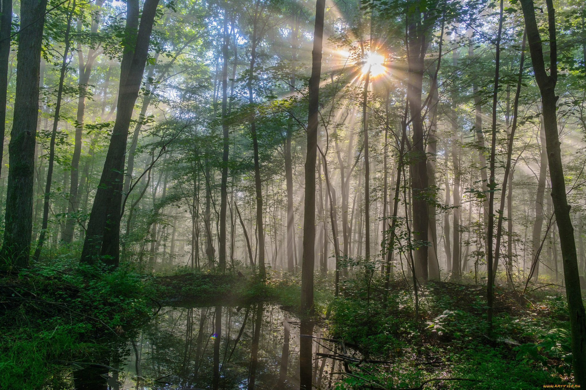 природа, лес, простор