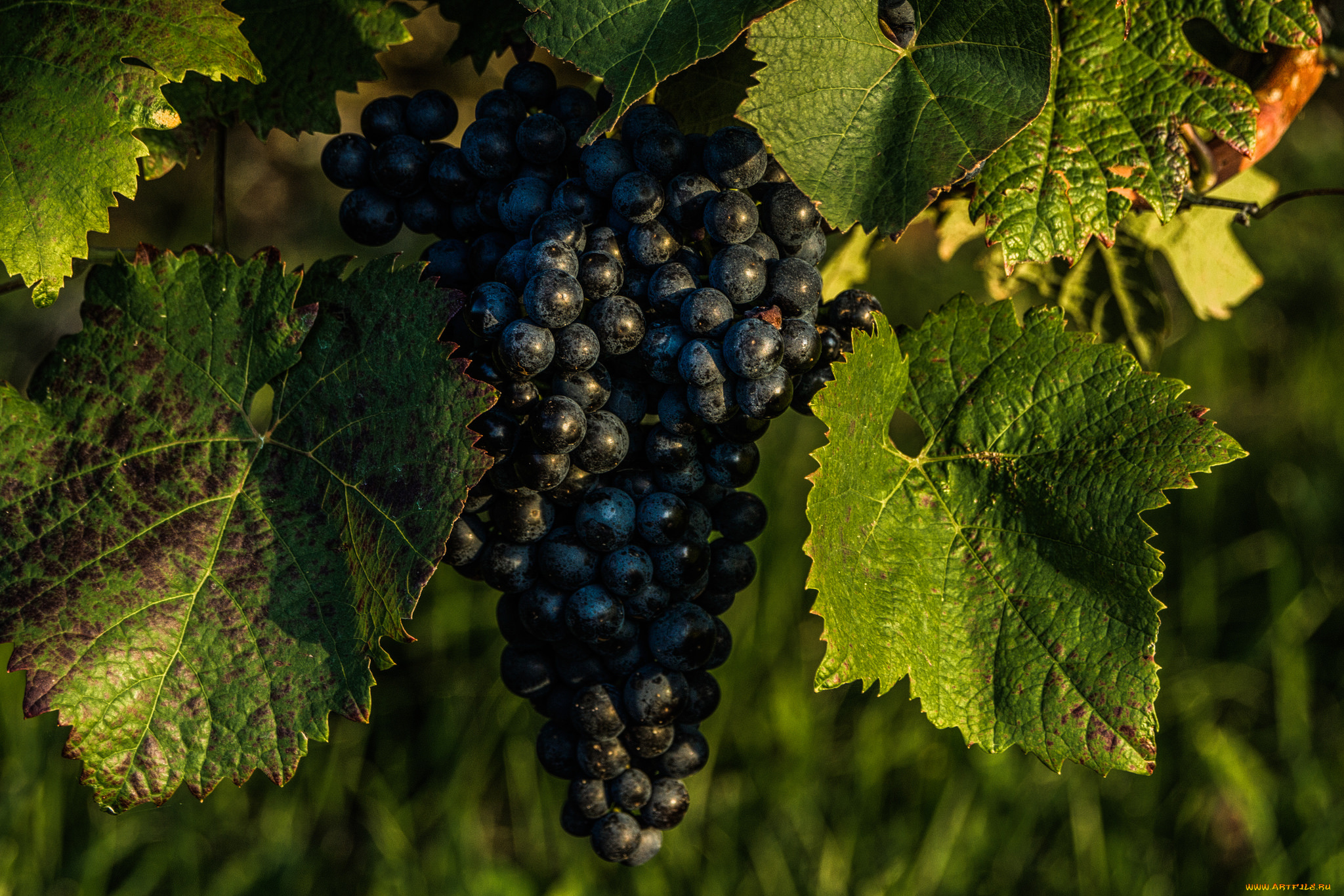 природа, Ягоды, , виноград, простор