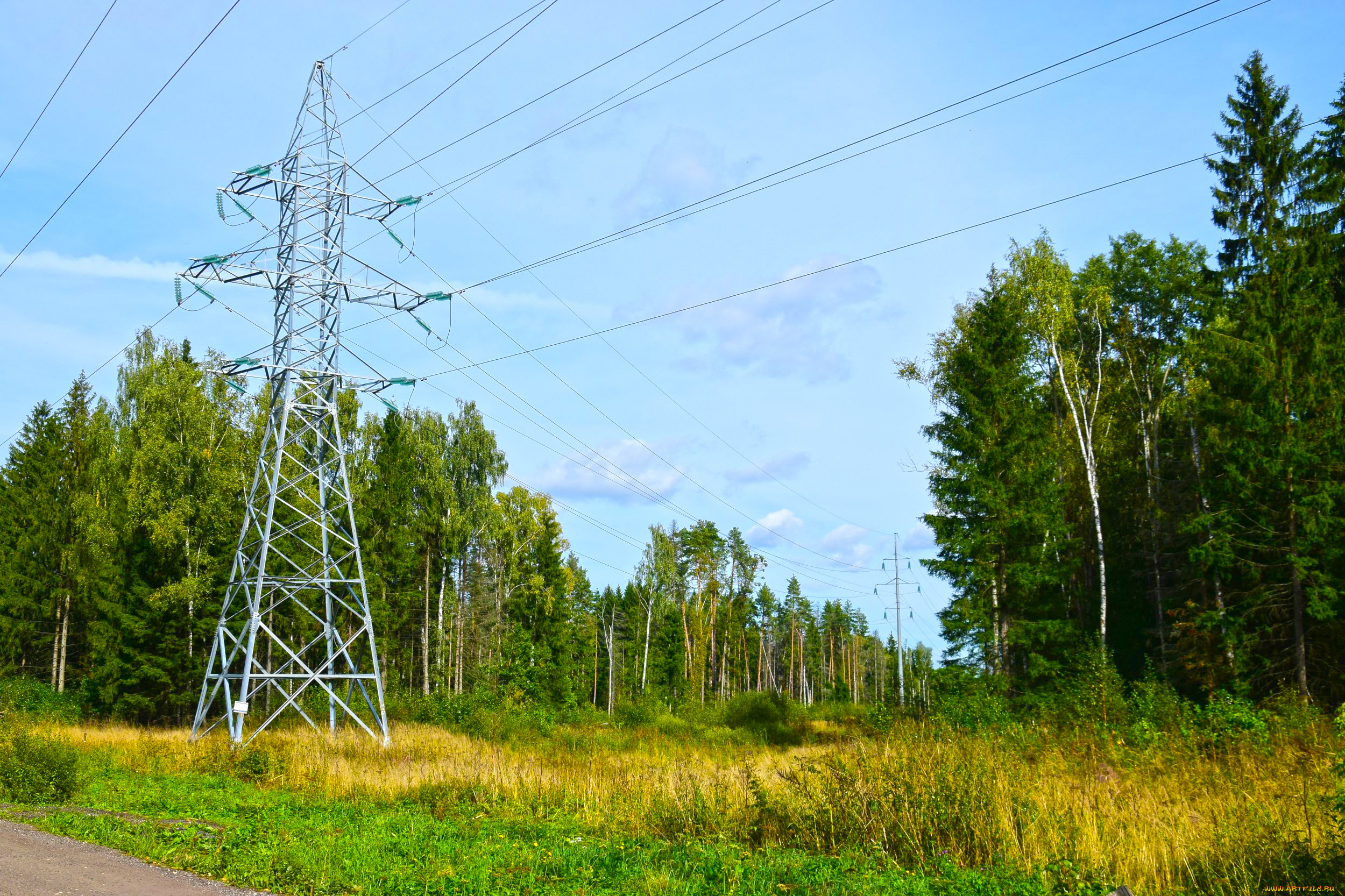 природа, лес, простор