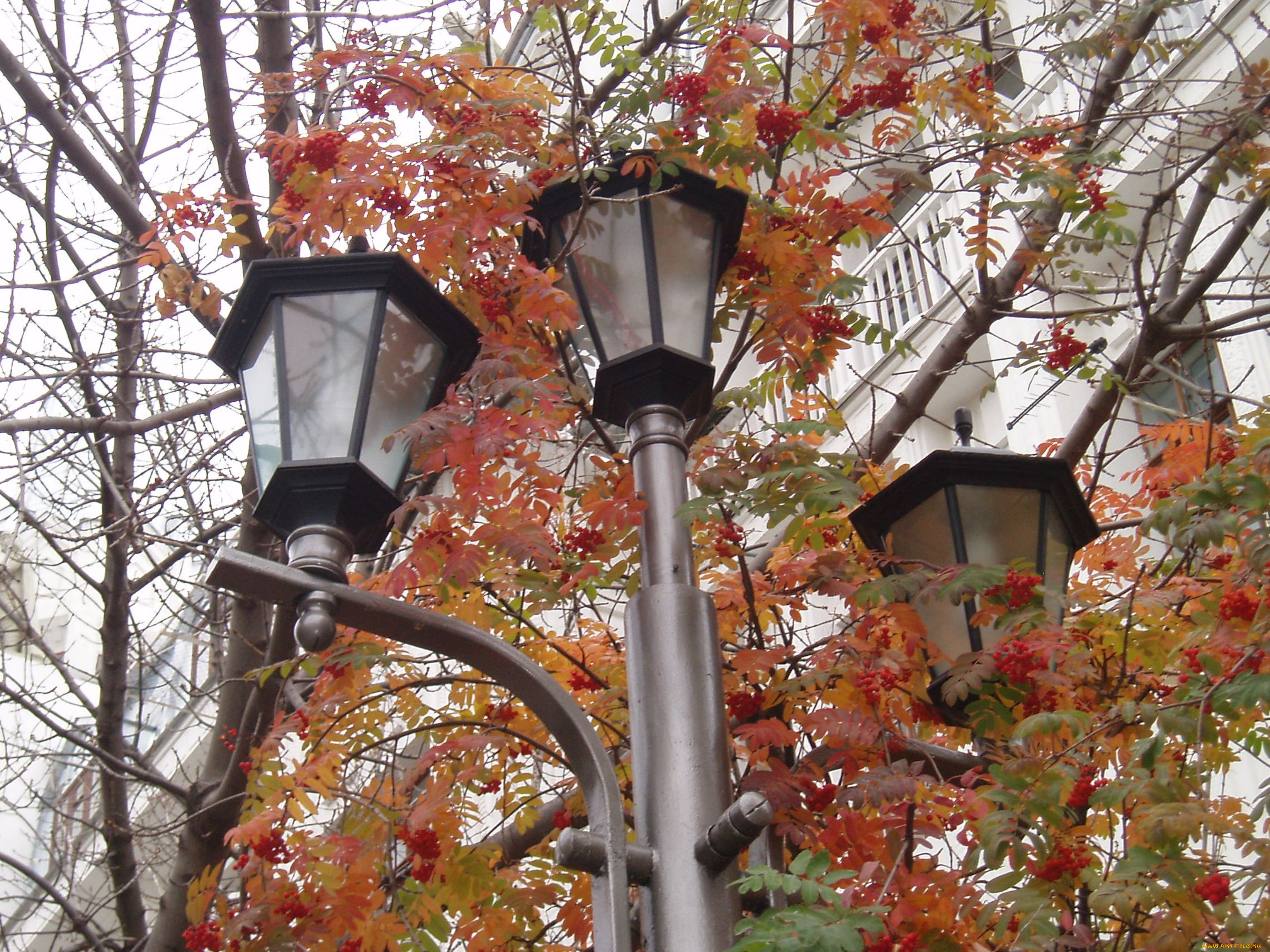 фонарь, города, -, другое, город, светильник, город, зимой, зимний, город, городское, освещение