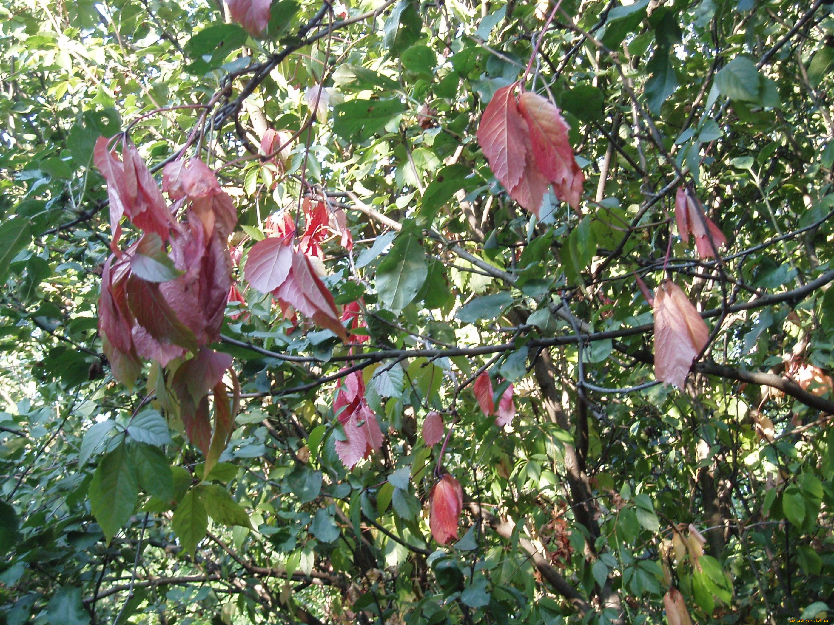 листья, природа, деревья, летом, лес