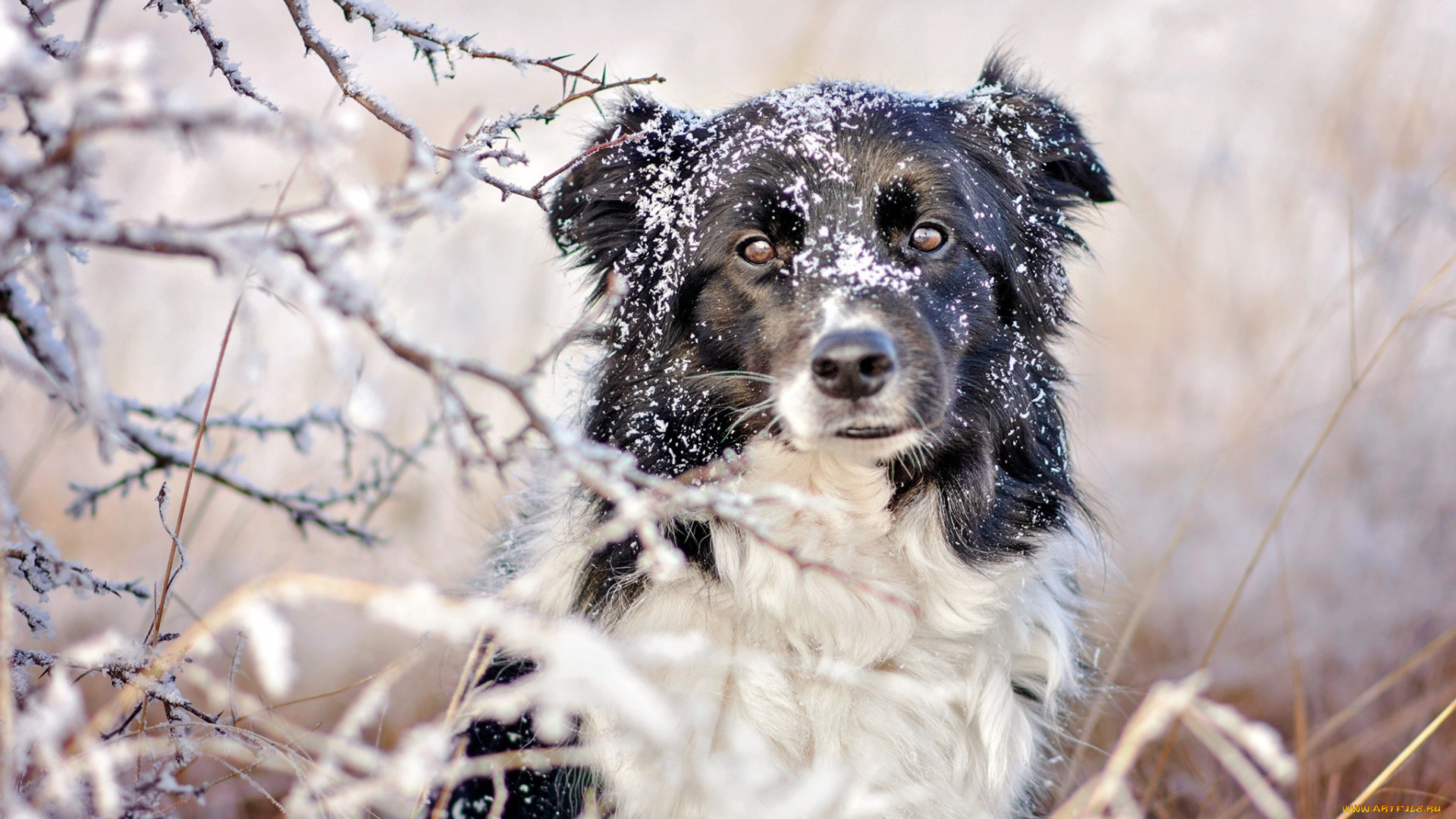 border, collie, животные, собаки, белый, собака, снег, зима, черный, бордер-колли