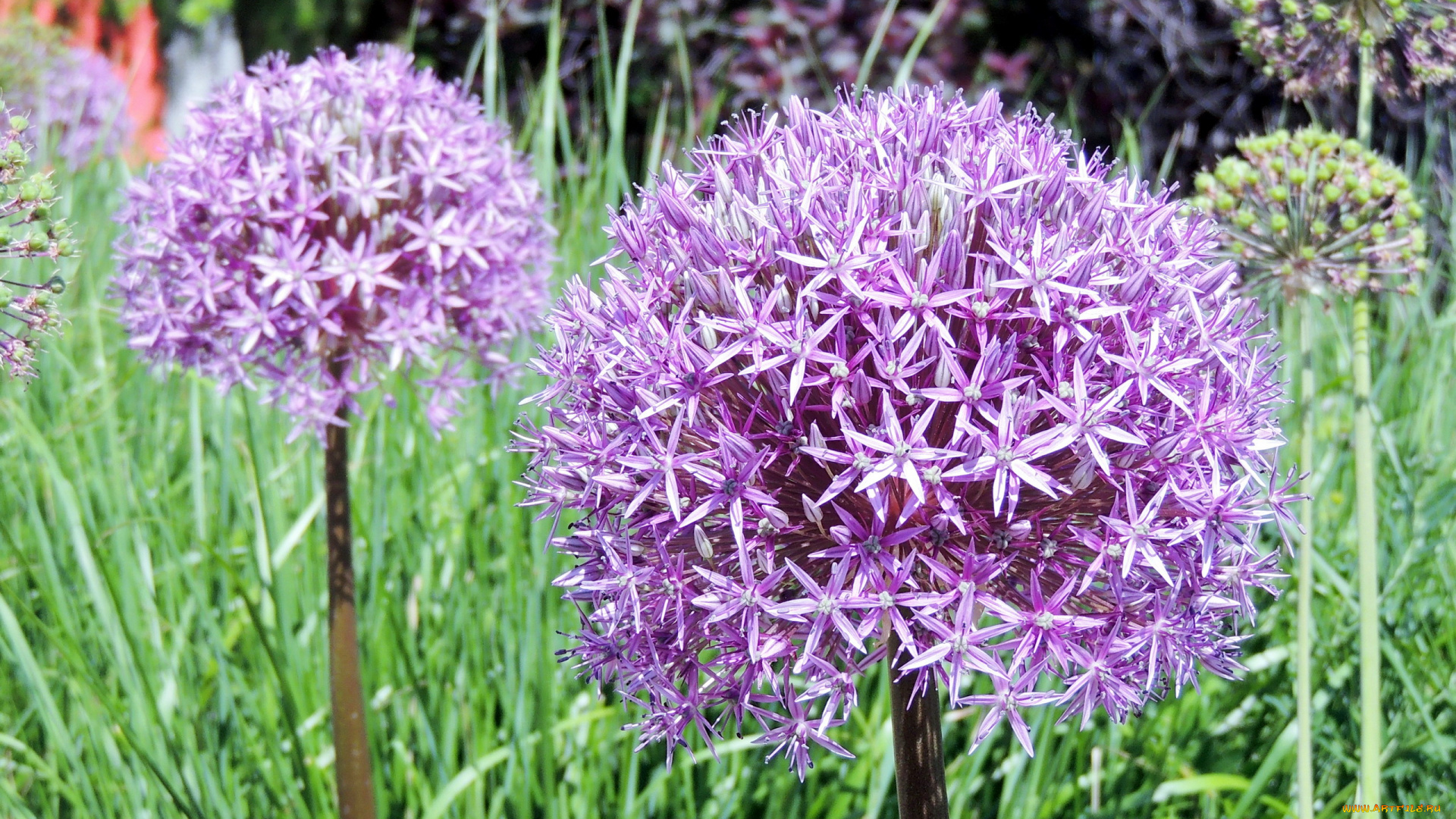 цветы, аллиум, , декоративный, лук, лиловый