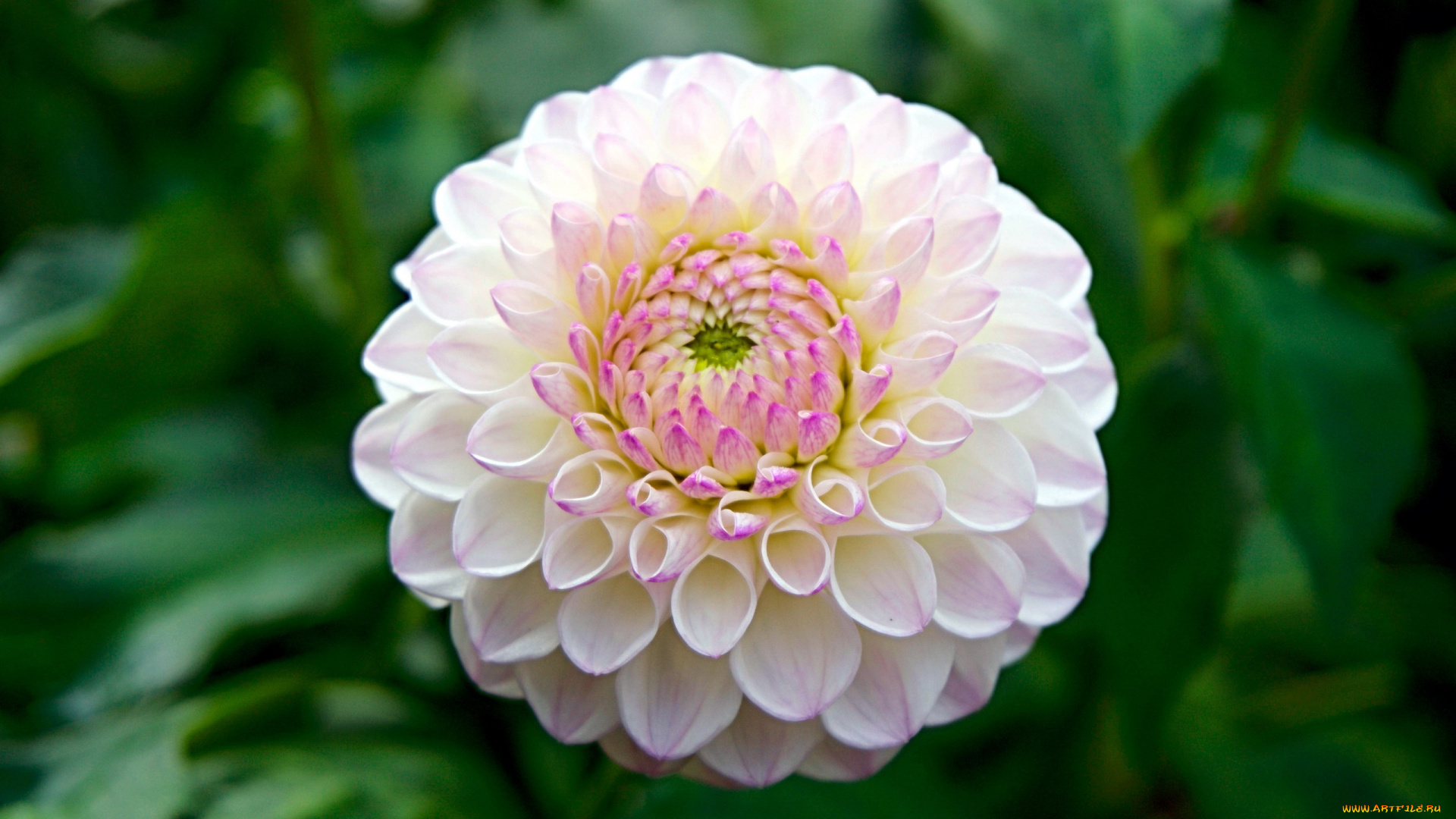 цветы, георгины, макро