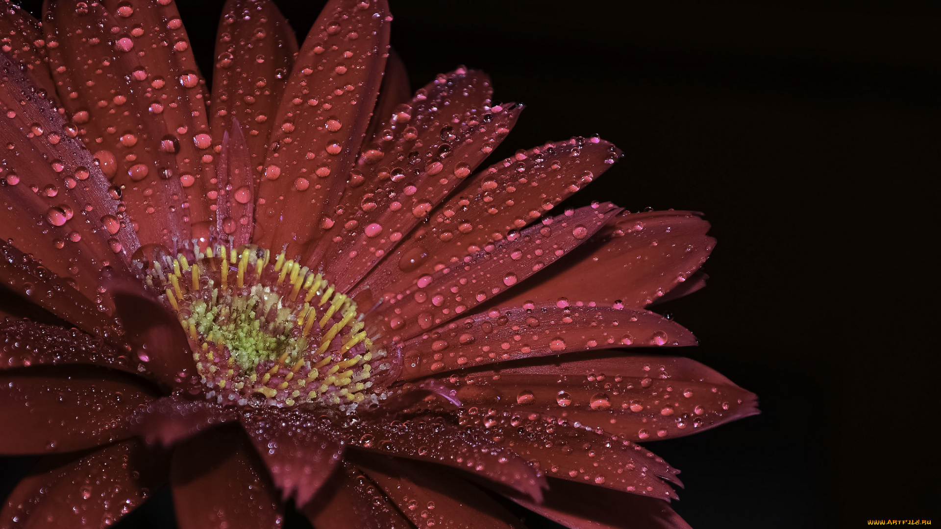 цветы, герберы, цветок, гербера, капли