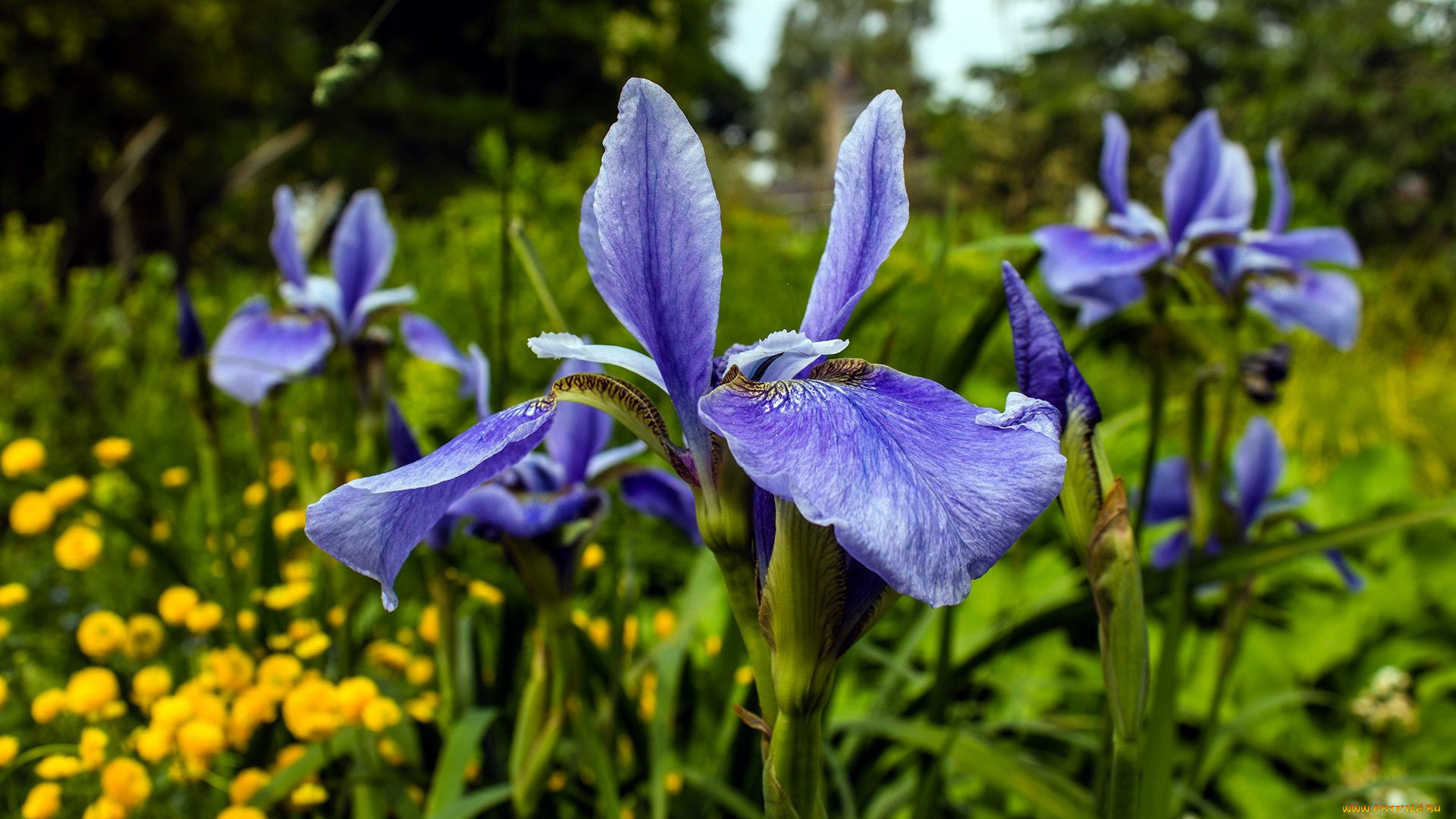 цветы, ирисы, синий