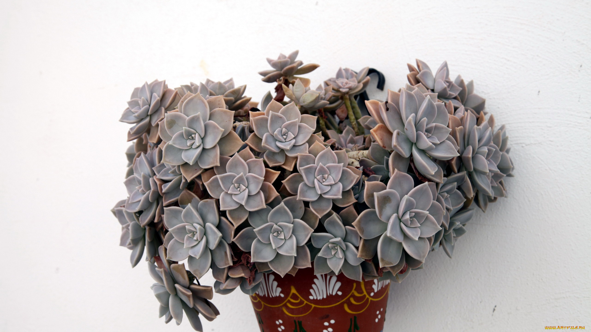 цветы, кактусы, кактус