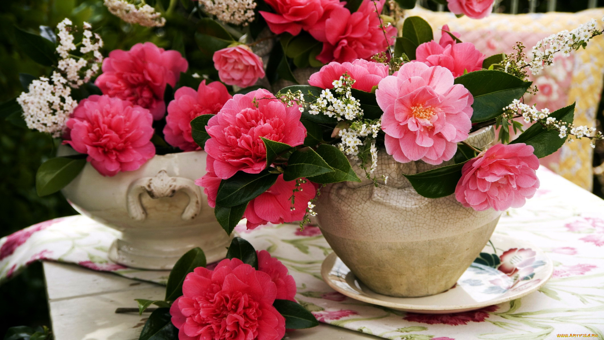 цветы, камелии, розовый