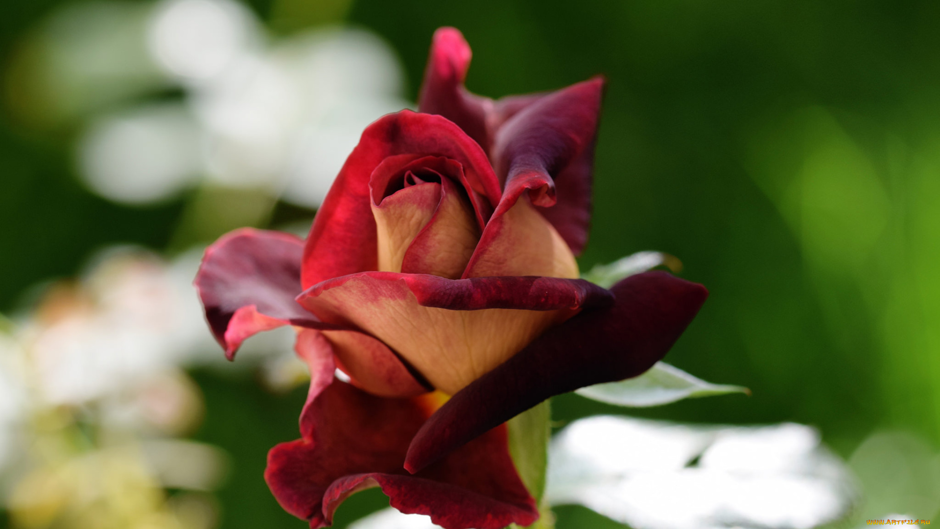 цветы, розы, бутон, роза, цветок