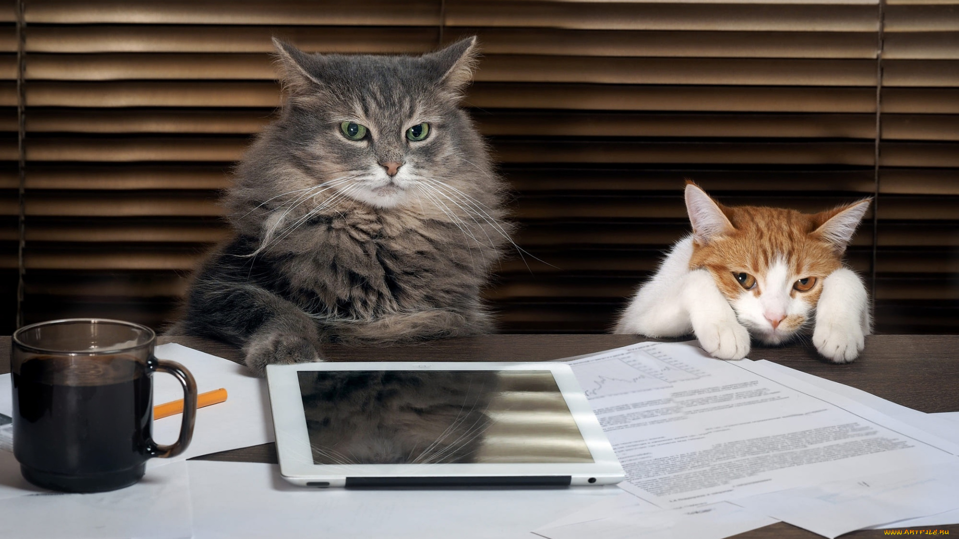 юмор, и, приколы, коты