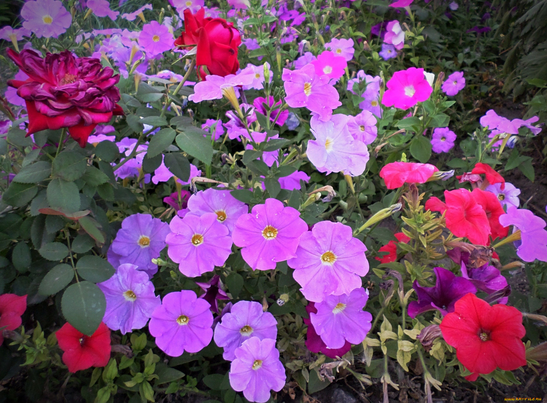 цветы, петунии, , калибрахоа, краски, петуния