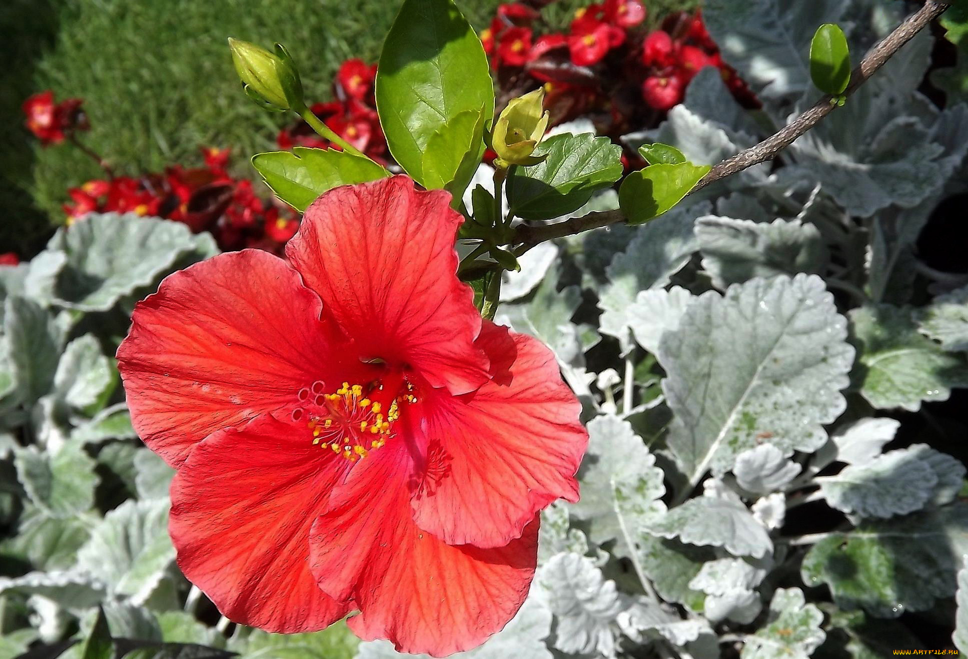 цветы, гибискусы, красный