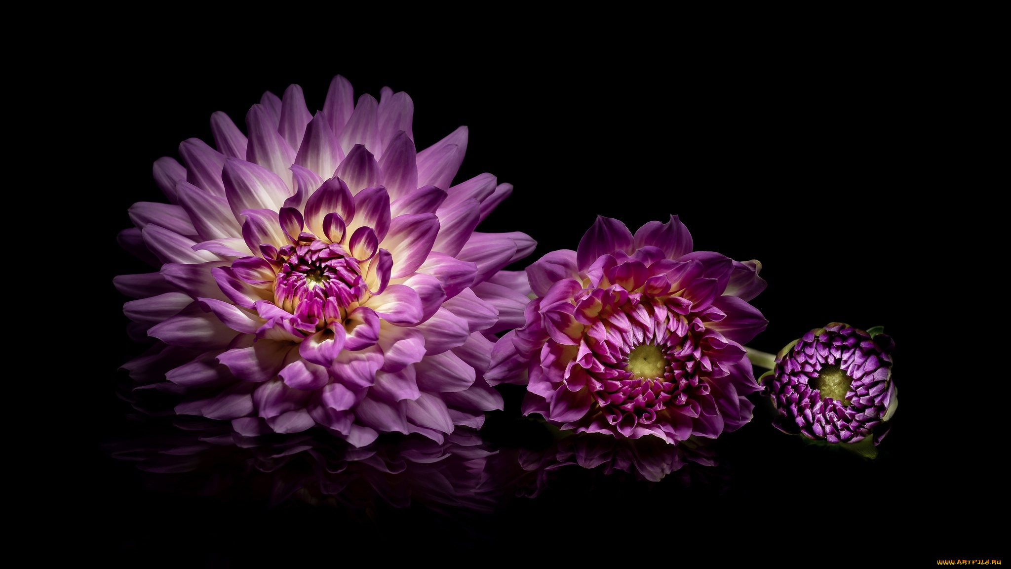 цветы, георгины, трио