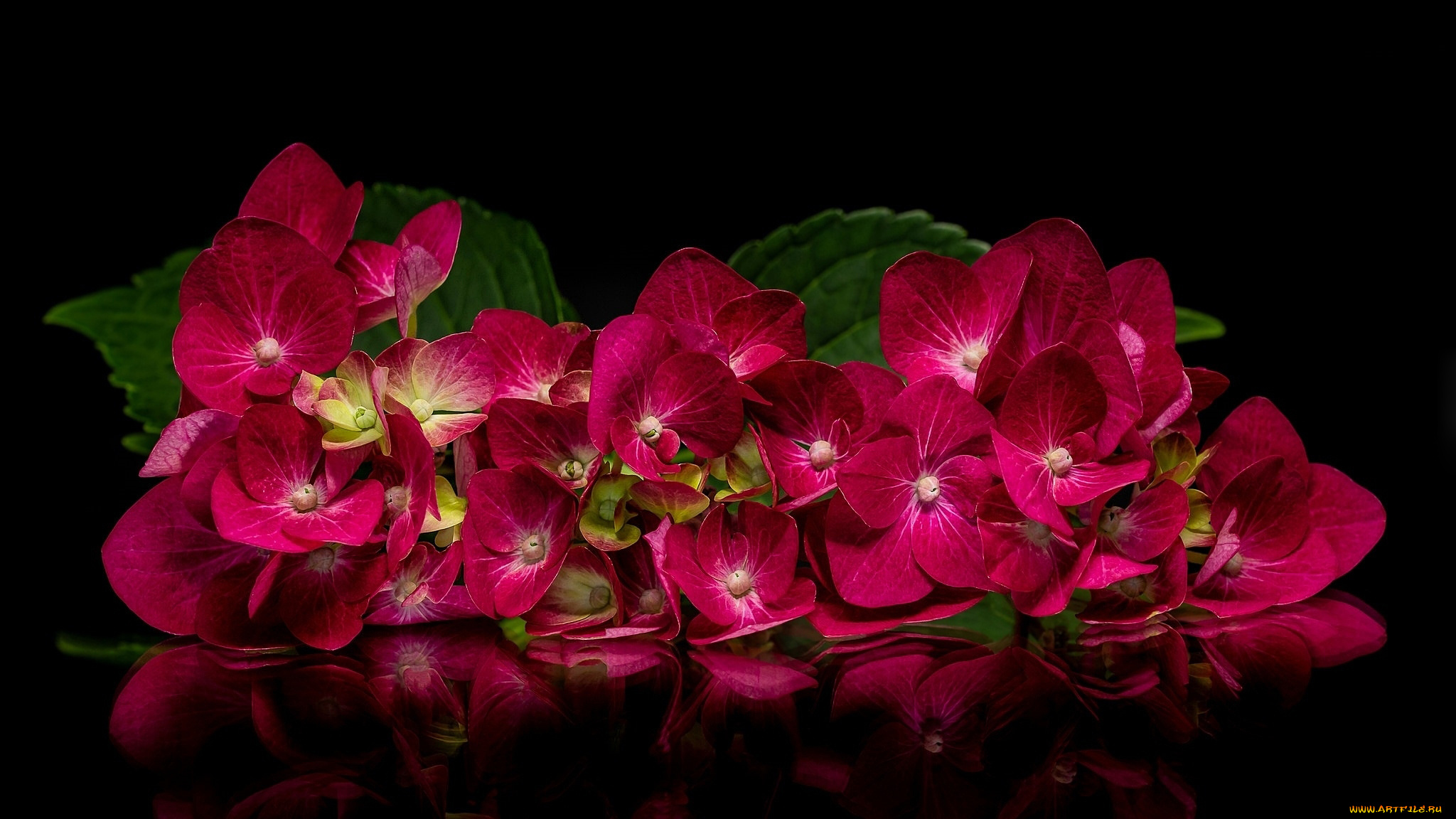 цветы, гортензия, лепестки