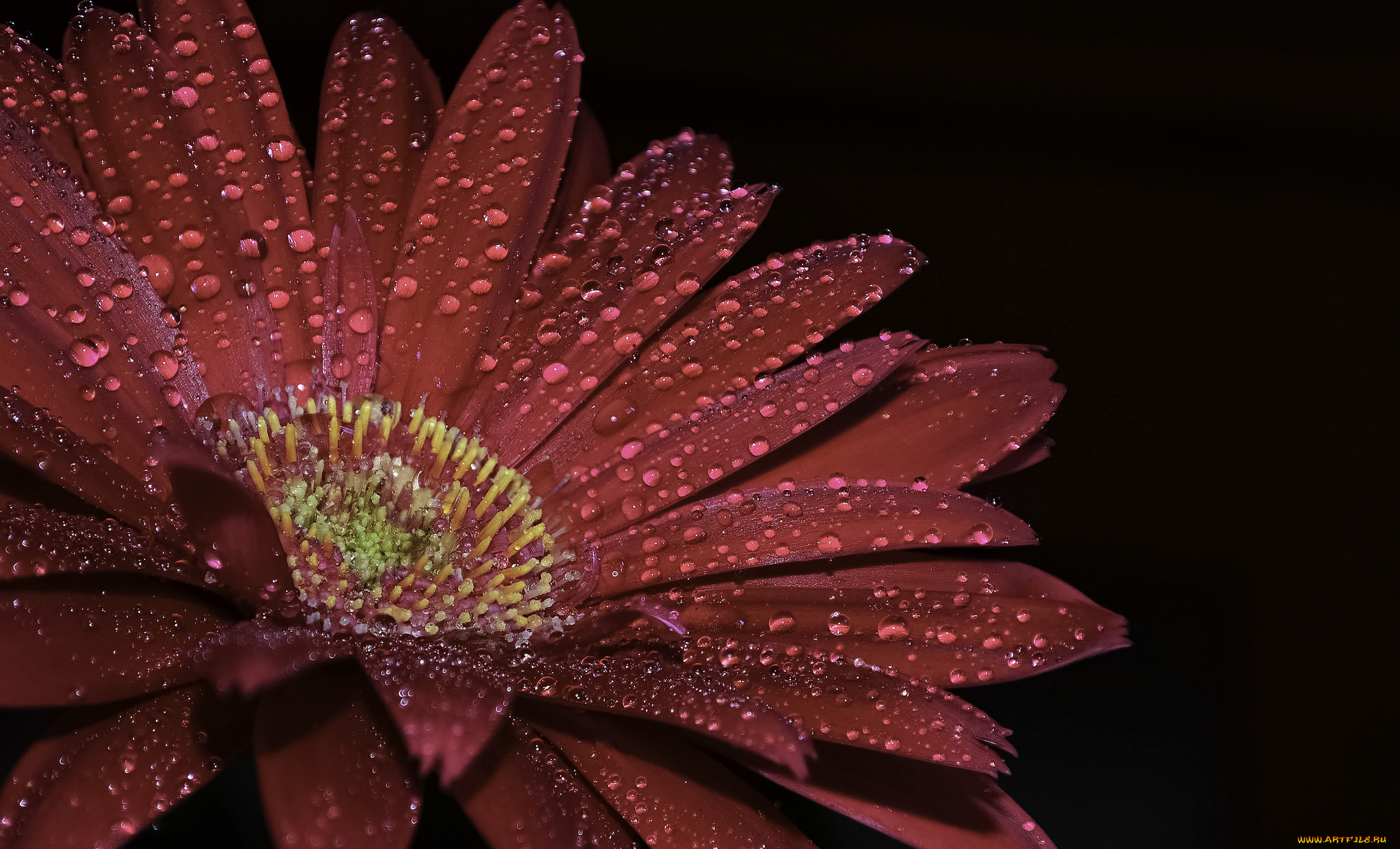 цветы, герберы, цветок, гербера, капли