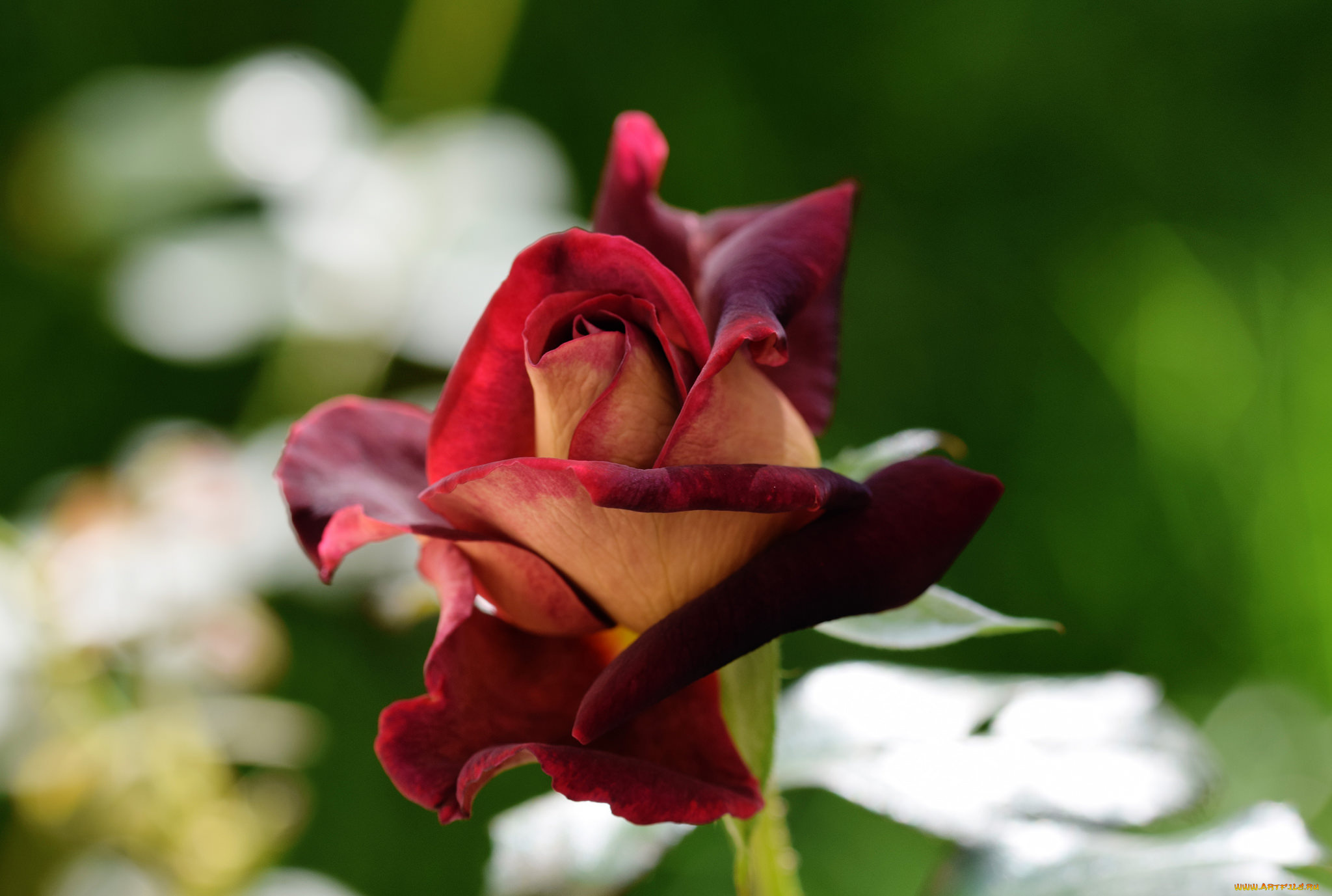 цветы, розы, бутон, роза, цветок