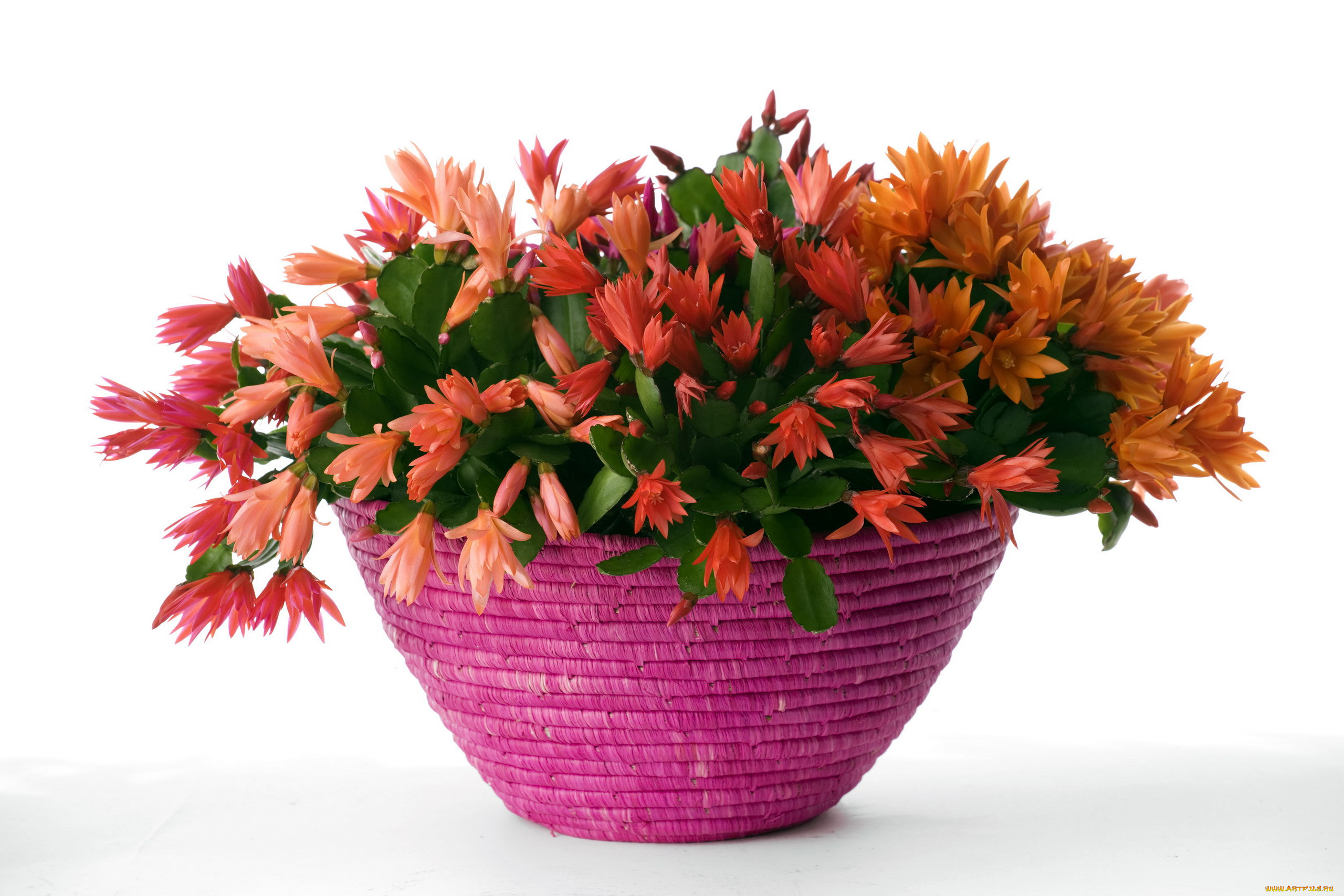 цветы, кактусы, рипсалидопсис