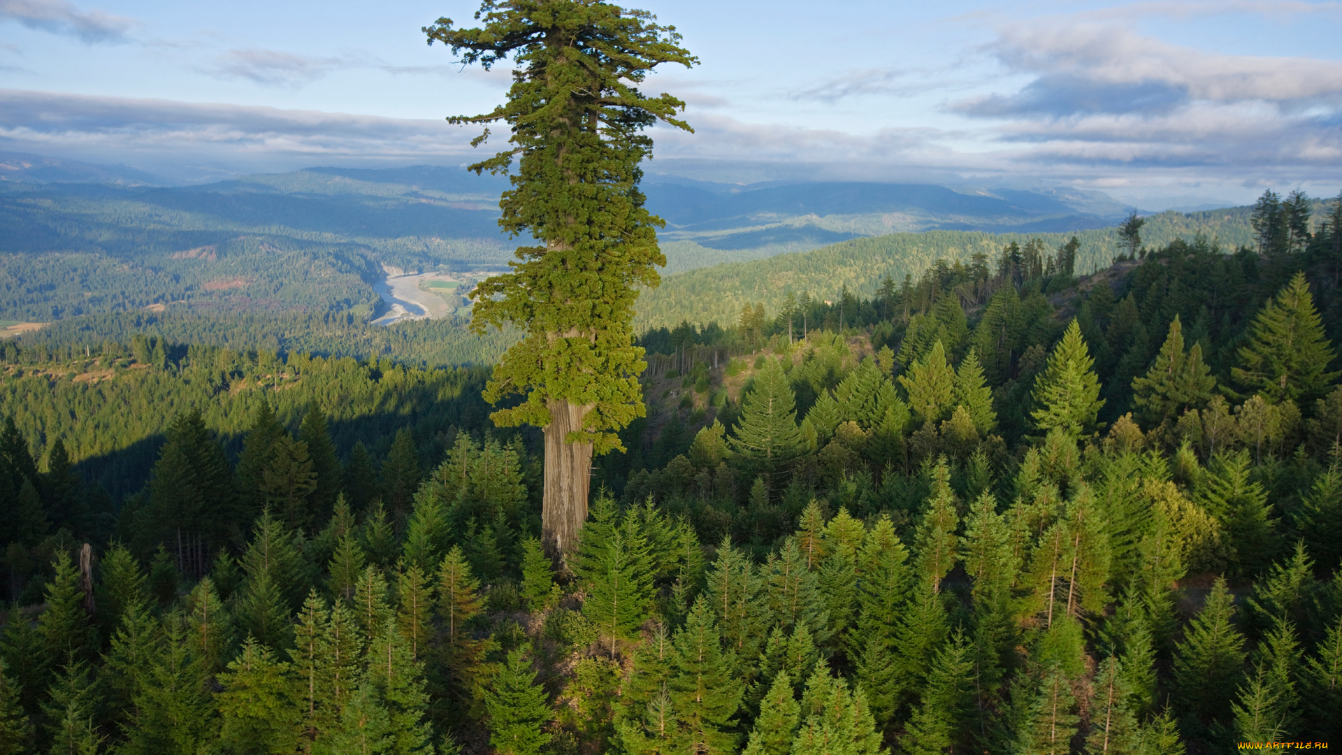 секвоя, природа, деревья, национальный, парк, америка, заповедник, дерево, самое, большое, высота, высь, ствол, крона