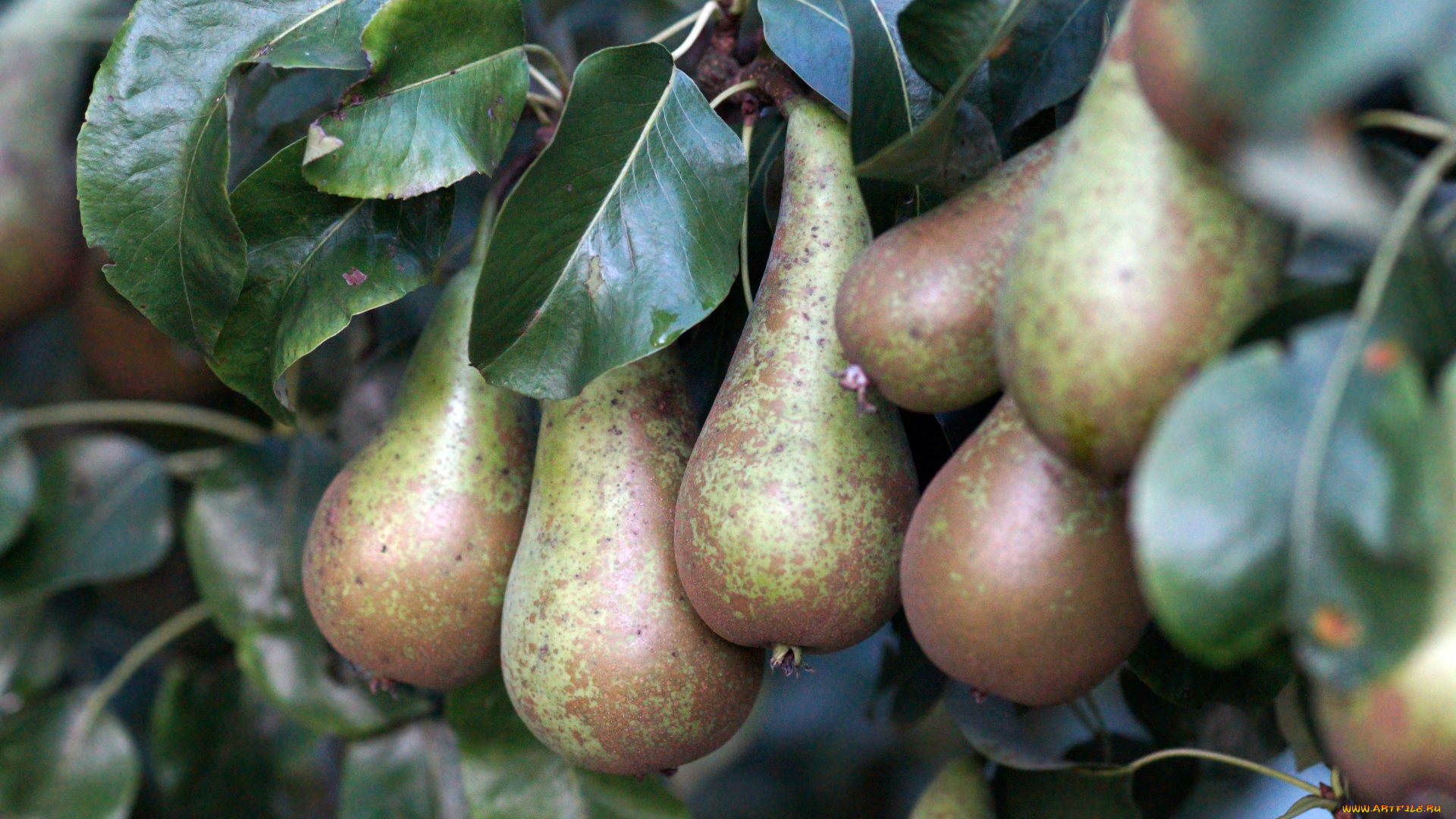 природа, плоды, груши