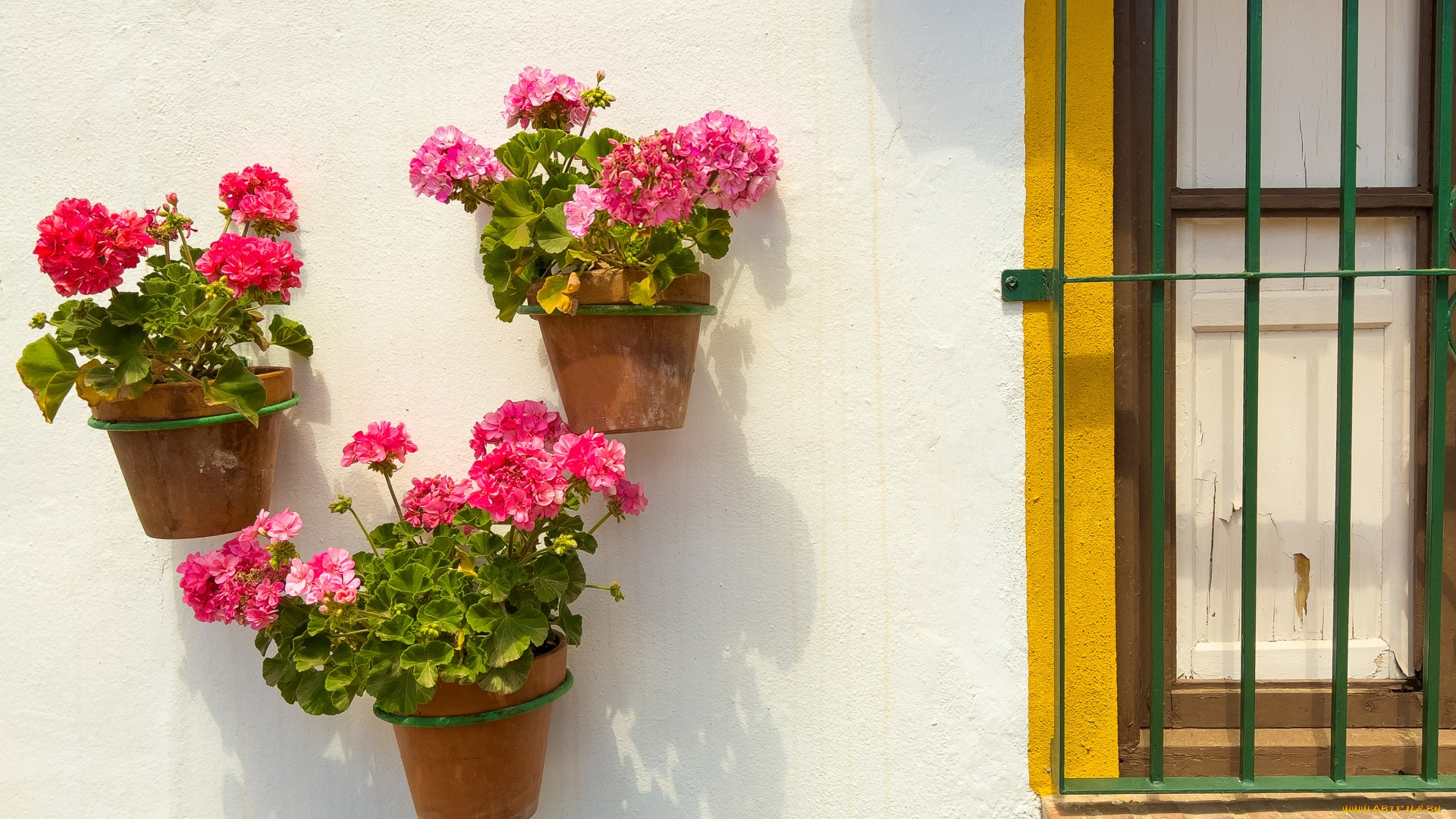 цветы, герань, стена, розовая, горшки