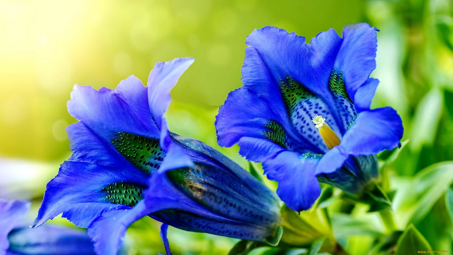 цветы, горечавки, синяя, горечавка, макро