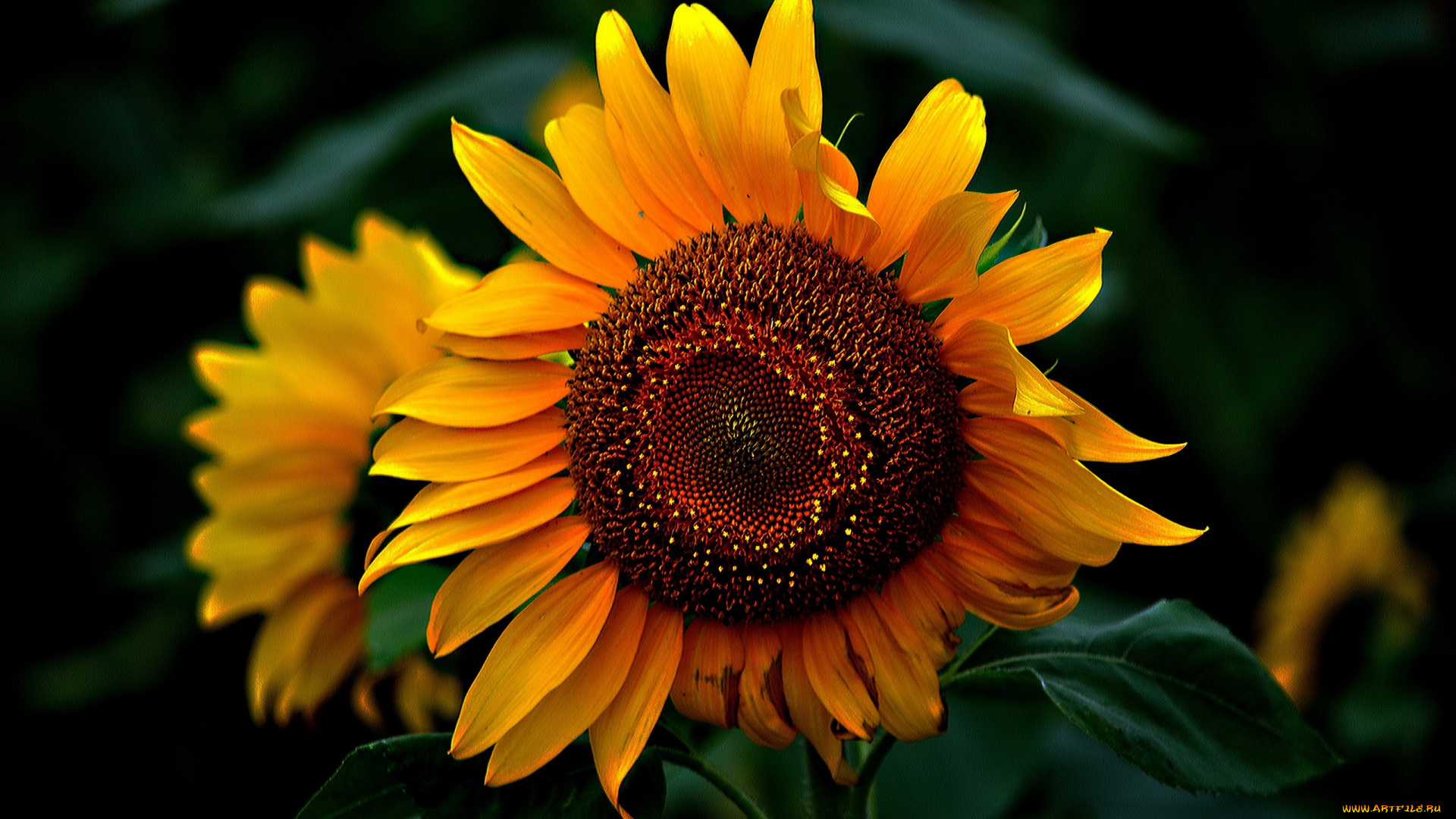 цветы, подсолнухи, солнечный, цветок, подсолнух, макро