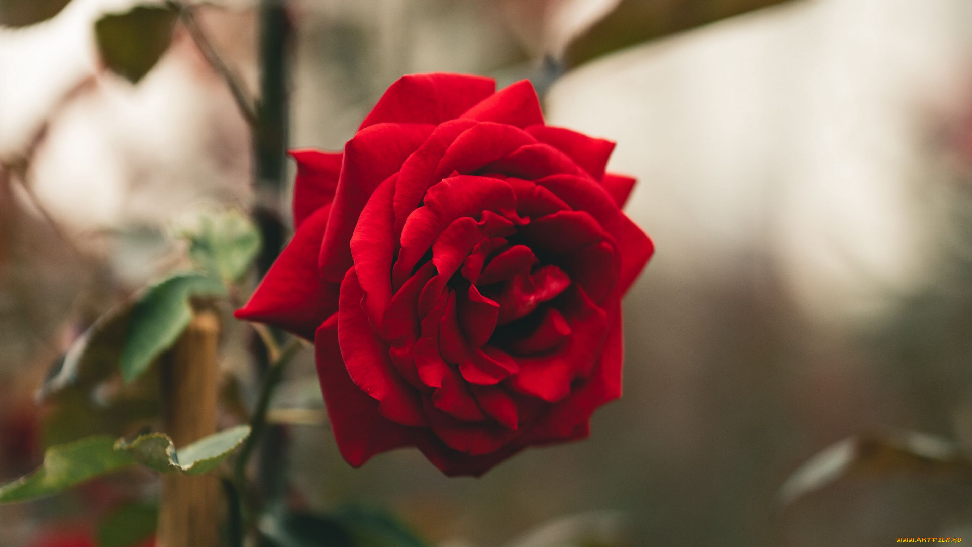 цветы, розы, красная, роза, макро