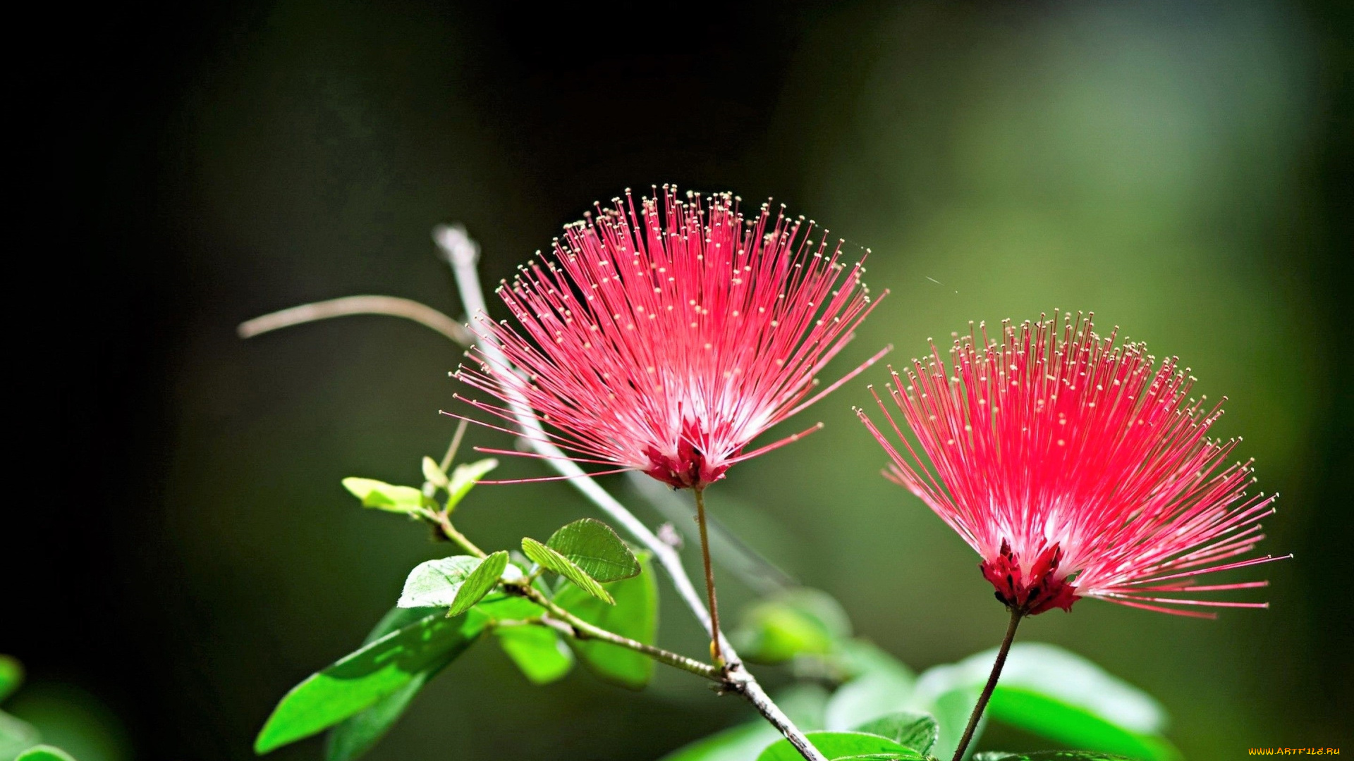 цветы, ветка, цветение, красные