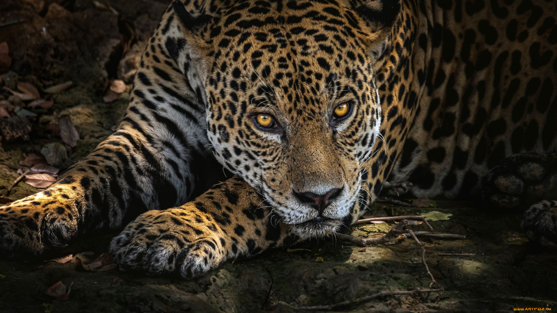 животные, леопарды, леопард