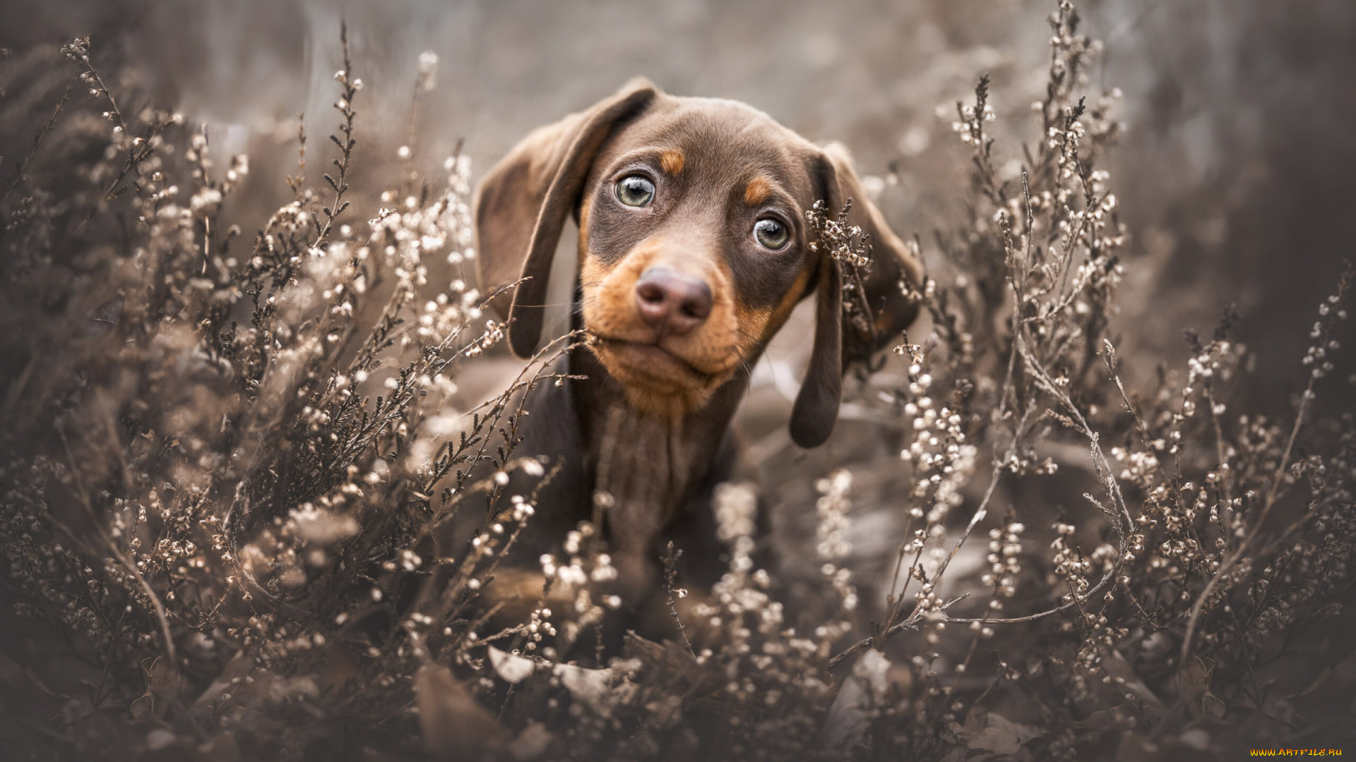 животные, собаки, собака