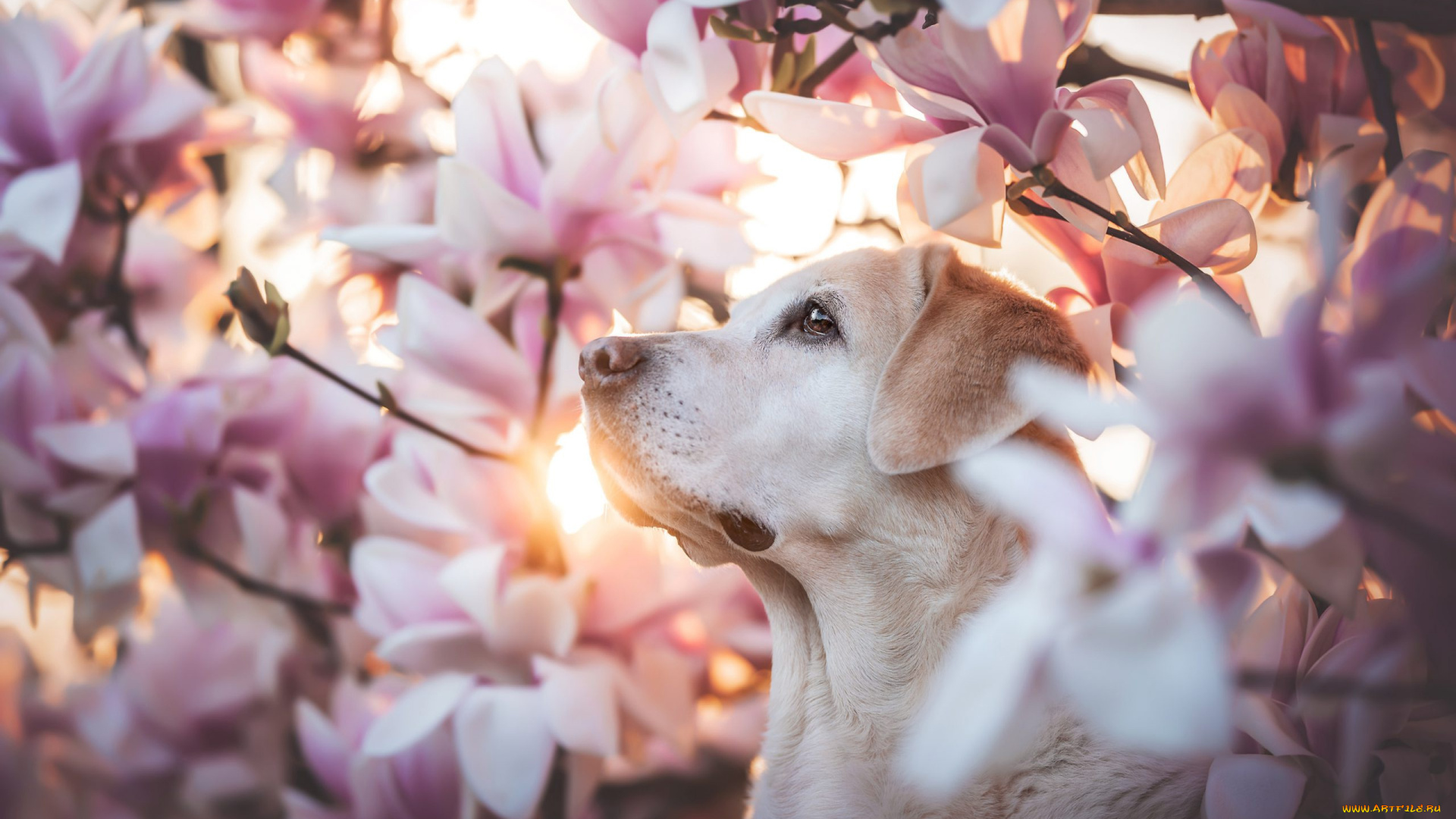животные, собаки, собака