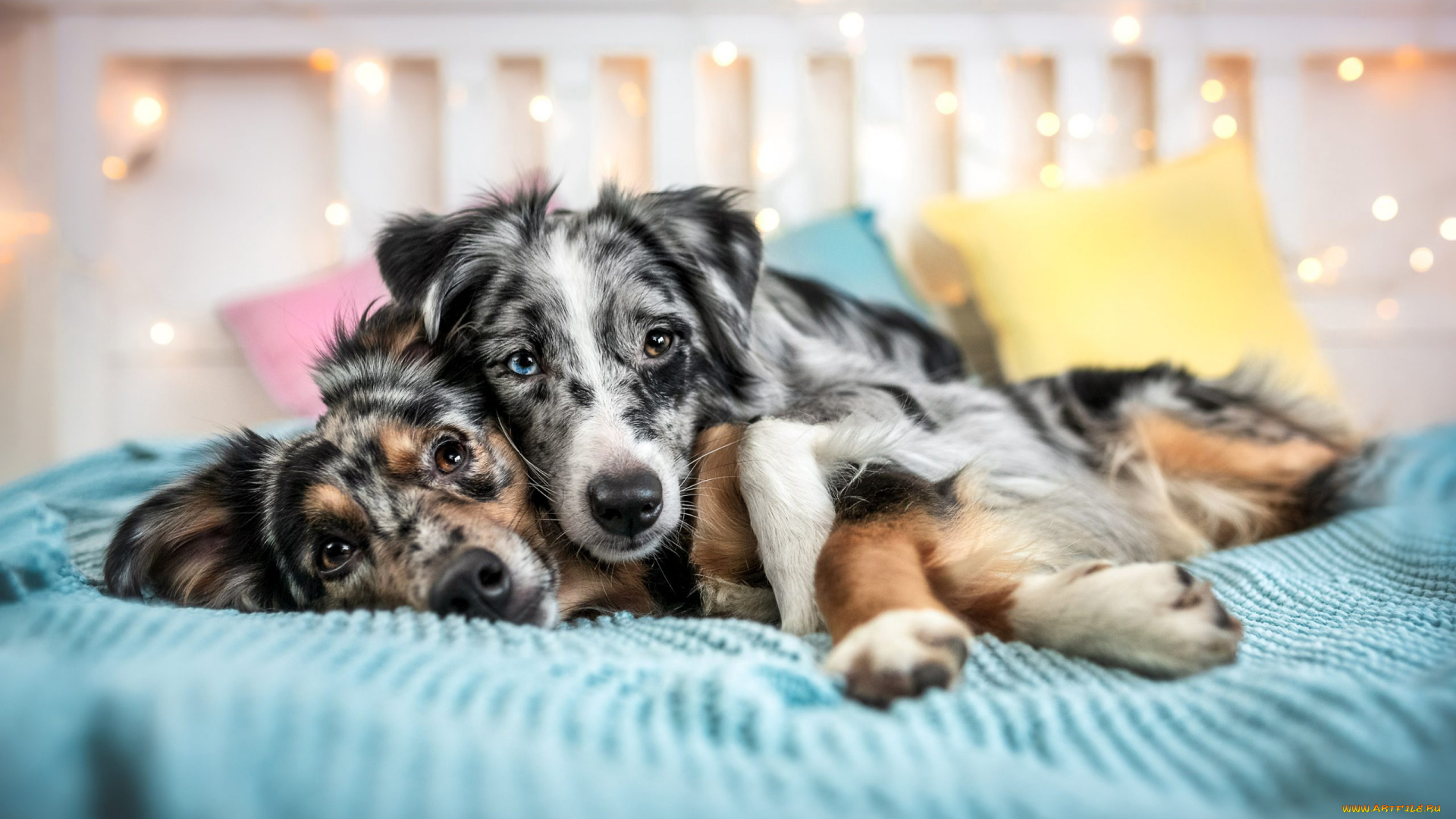 животные, собаки, собака